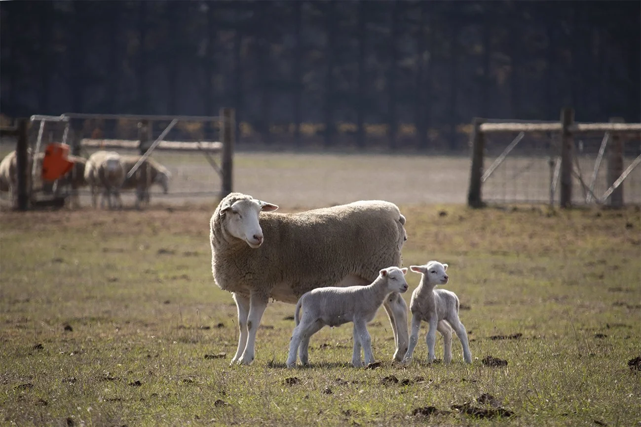 22_Lambing_4.jpg