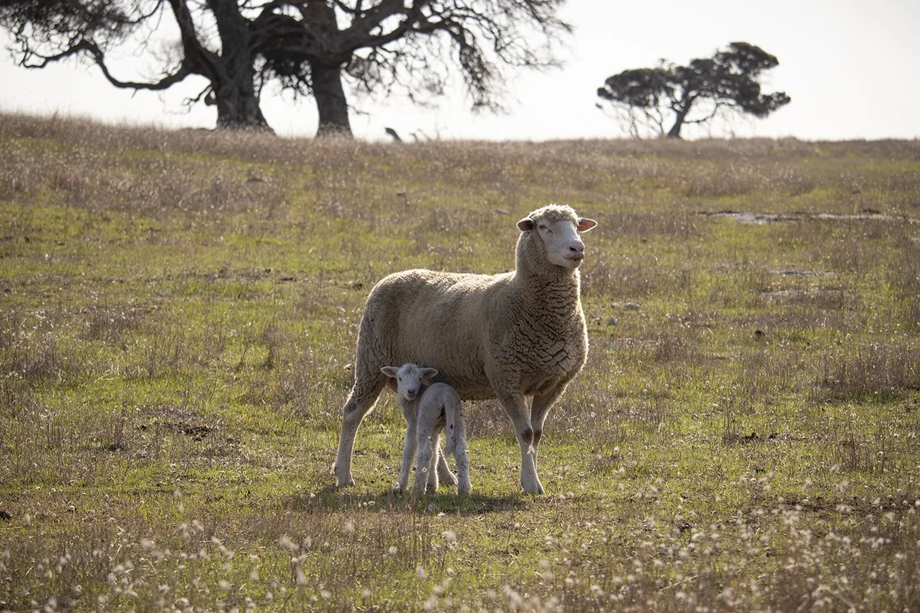 22_Lambing_5.jpg