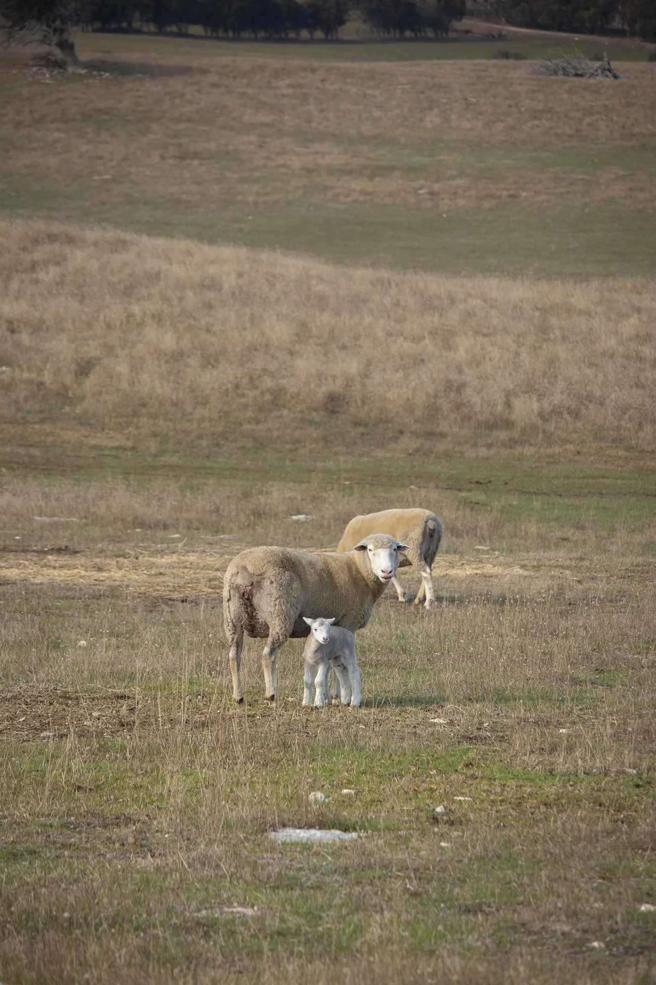 22_Lambing_6.jpg