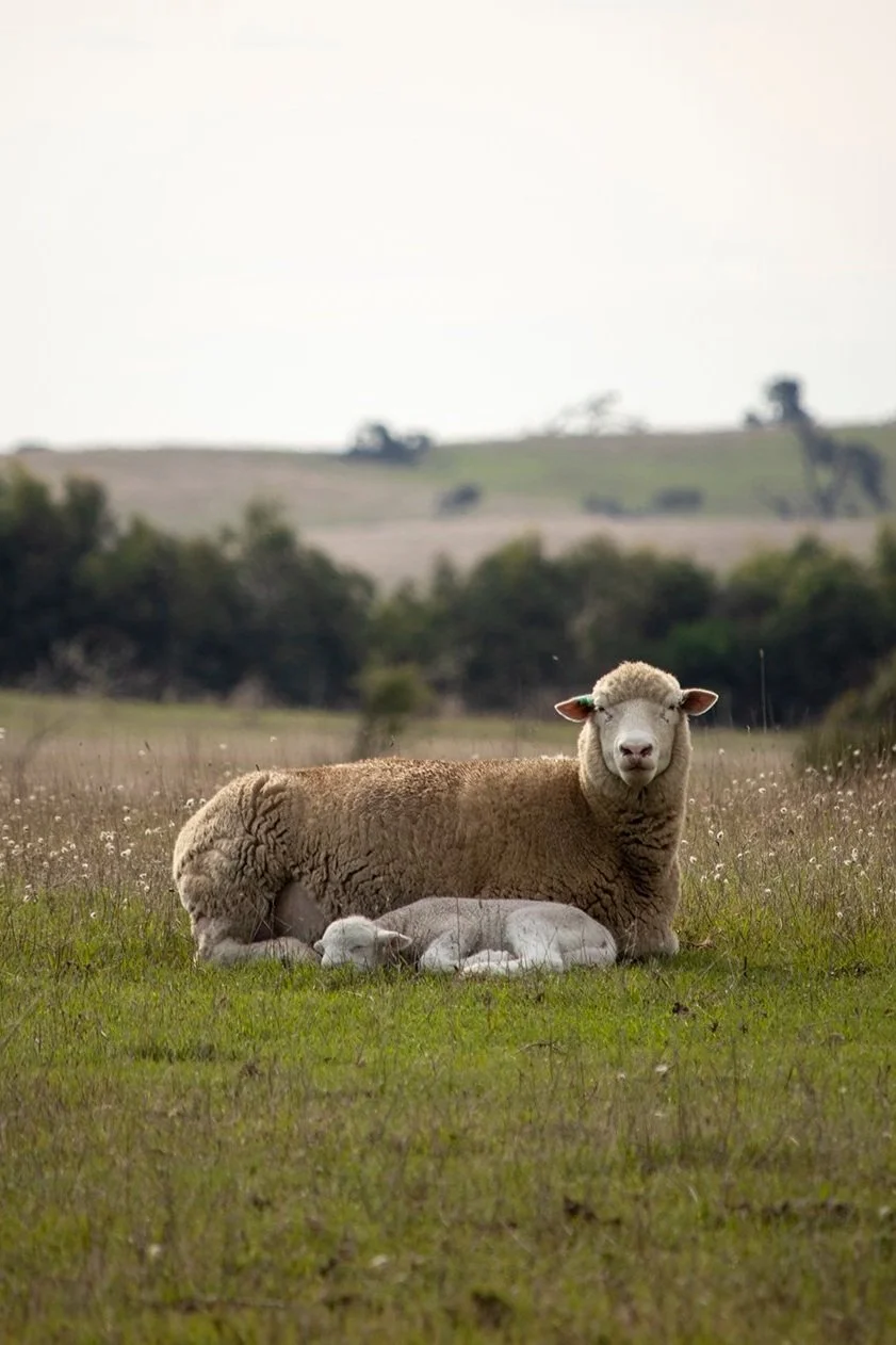 Lambing &amp; Marking