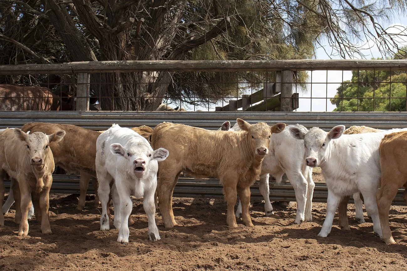 Calving &amp; Marking
