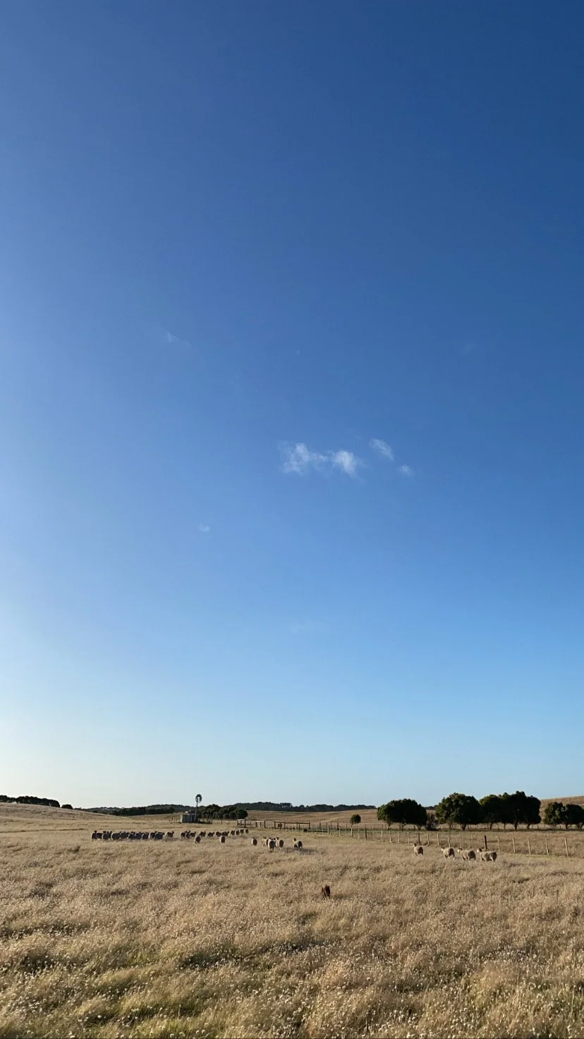  Selected ewe mobs heading back the paddock for joining 