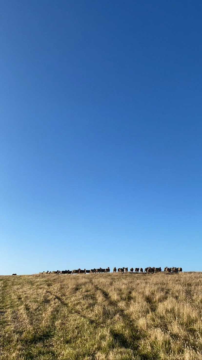  Ewes coming in for sorting 