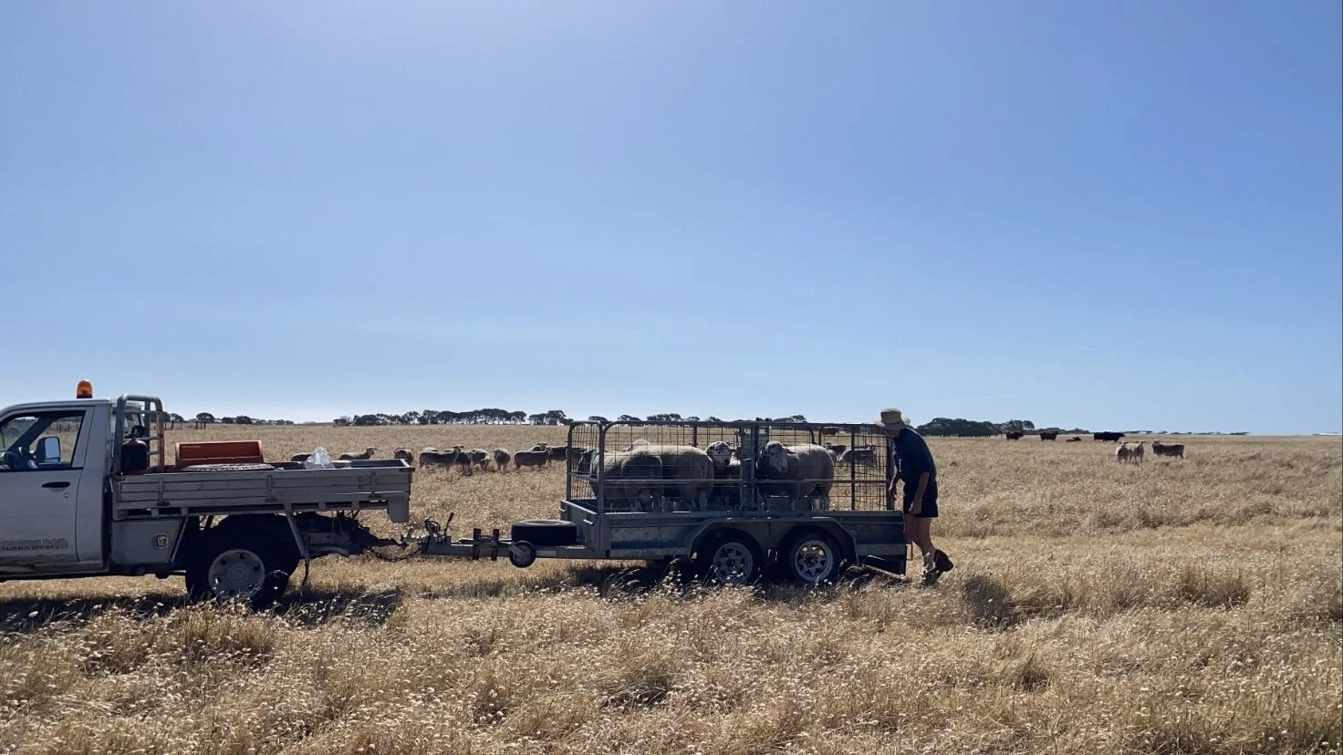  Putting rams out with there selected ewes for single mating 