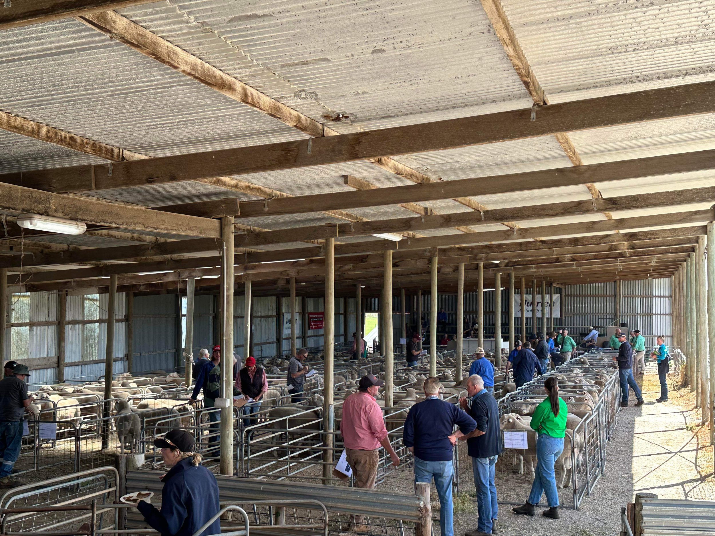 RichmondPark _Mulgundawa_Stud_2023_Sale_3.JPG