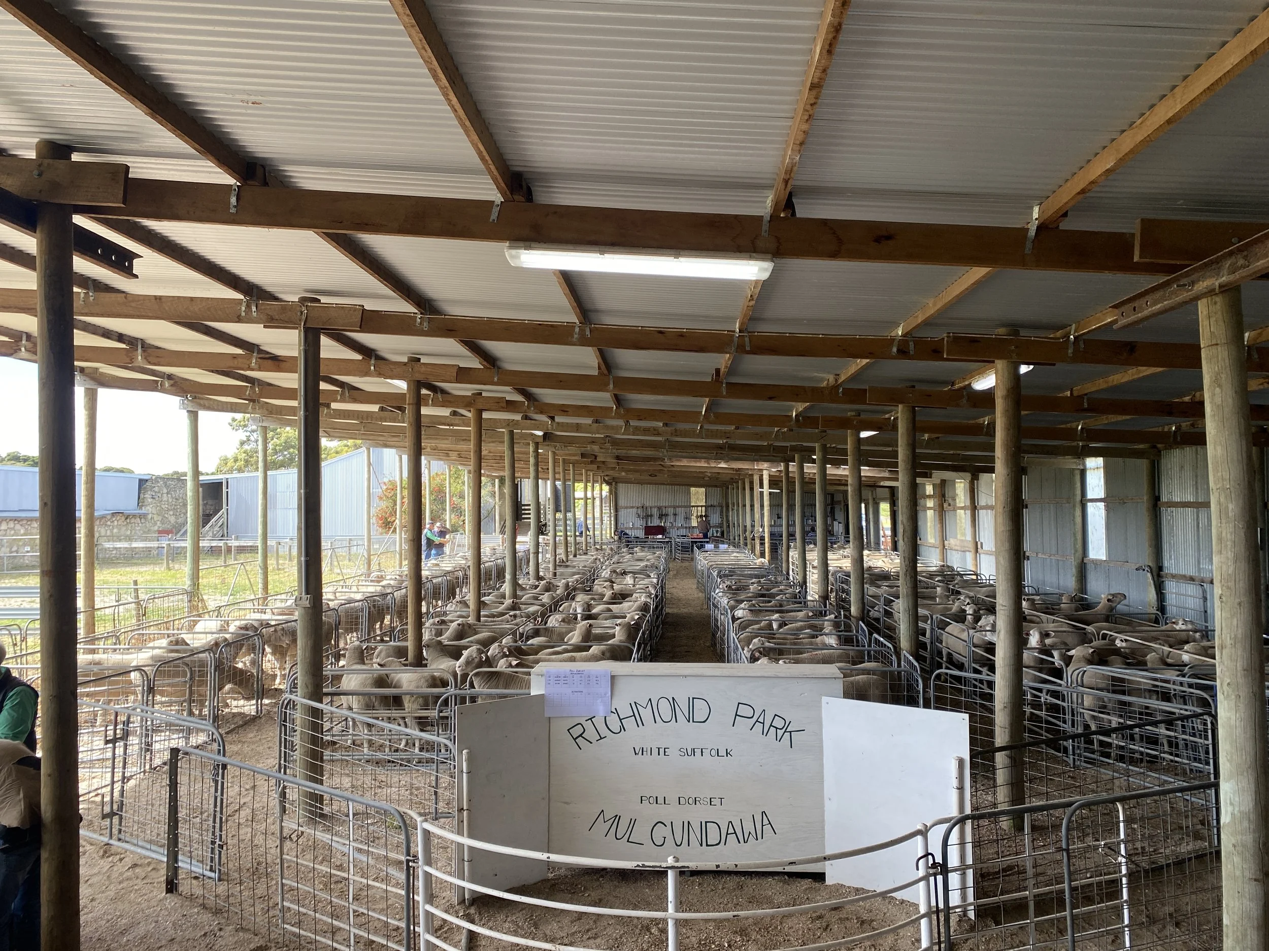 RichmondPark _Mulgundawa_Stud_2023_Sale_2.JPG