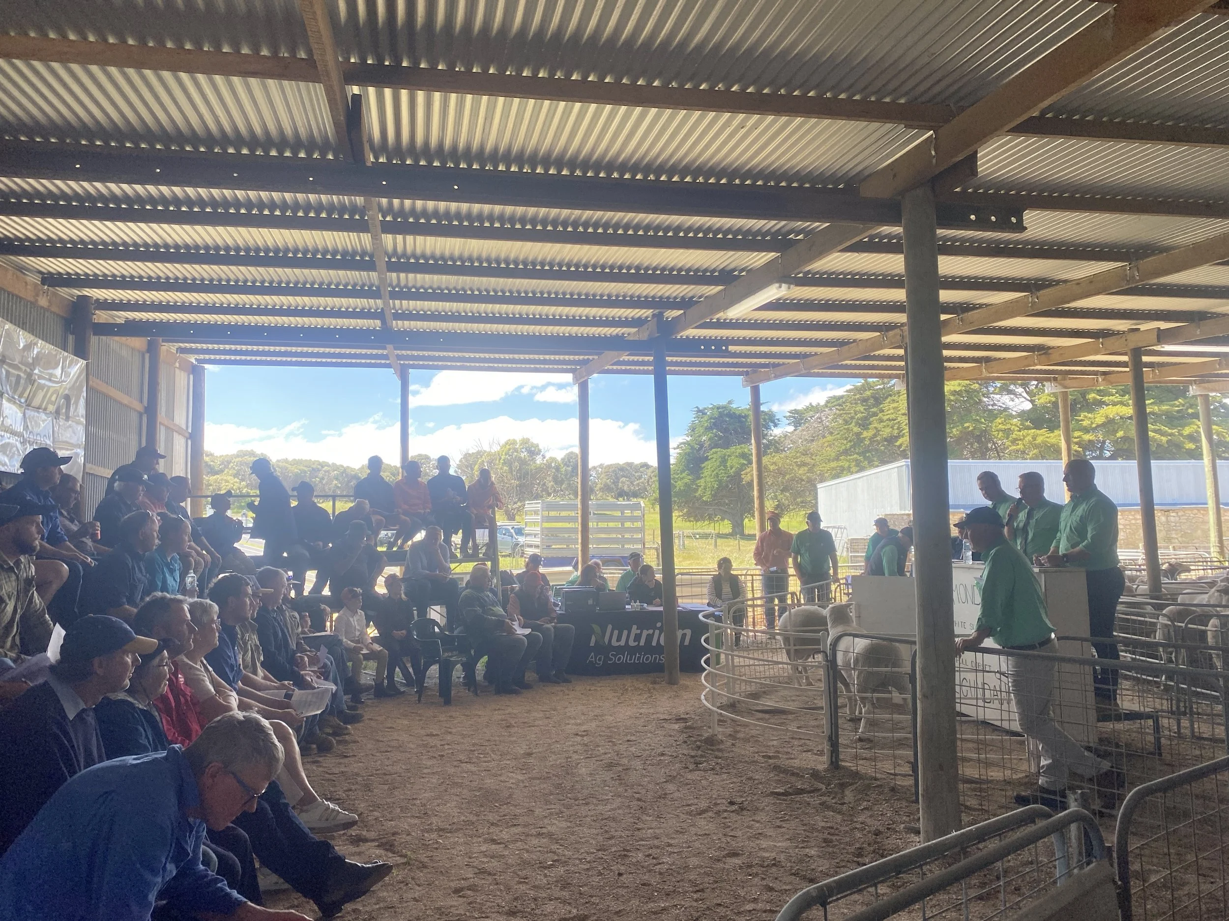 RichmondPark _Mulgundawa_Stud_2023_Sale_5.jpg