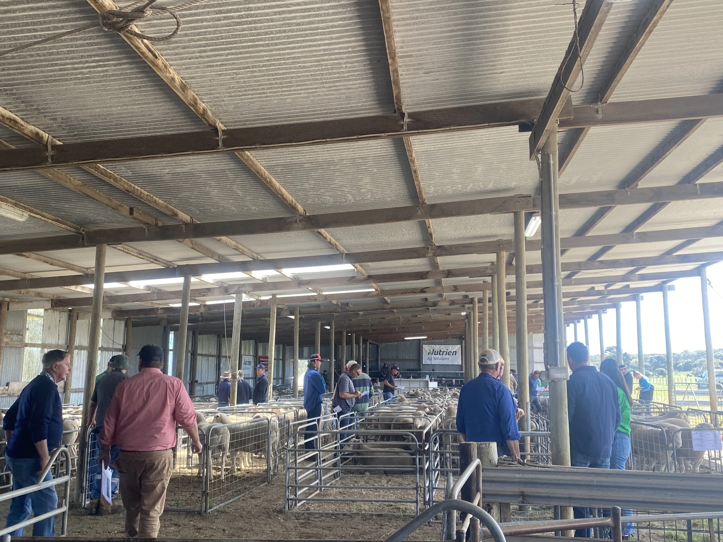 RichmondPark _Mulgundawa_Stud_2023_Sale_6.JPG