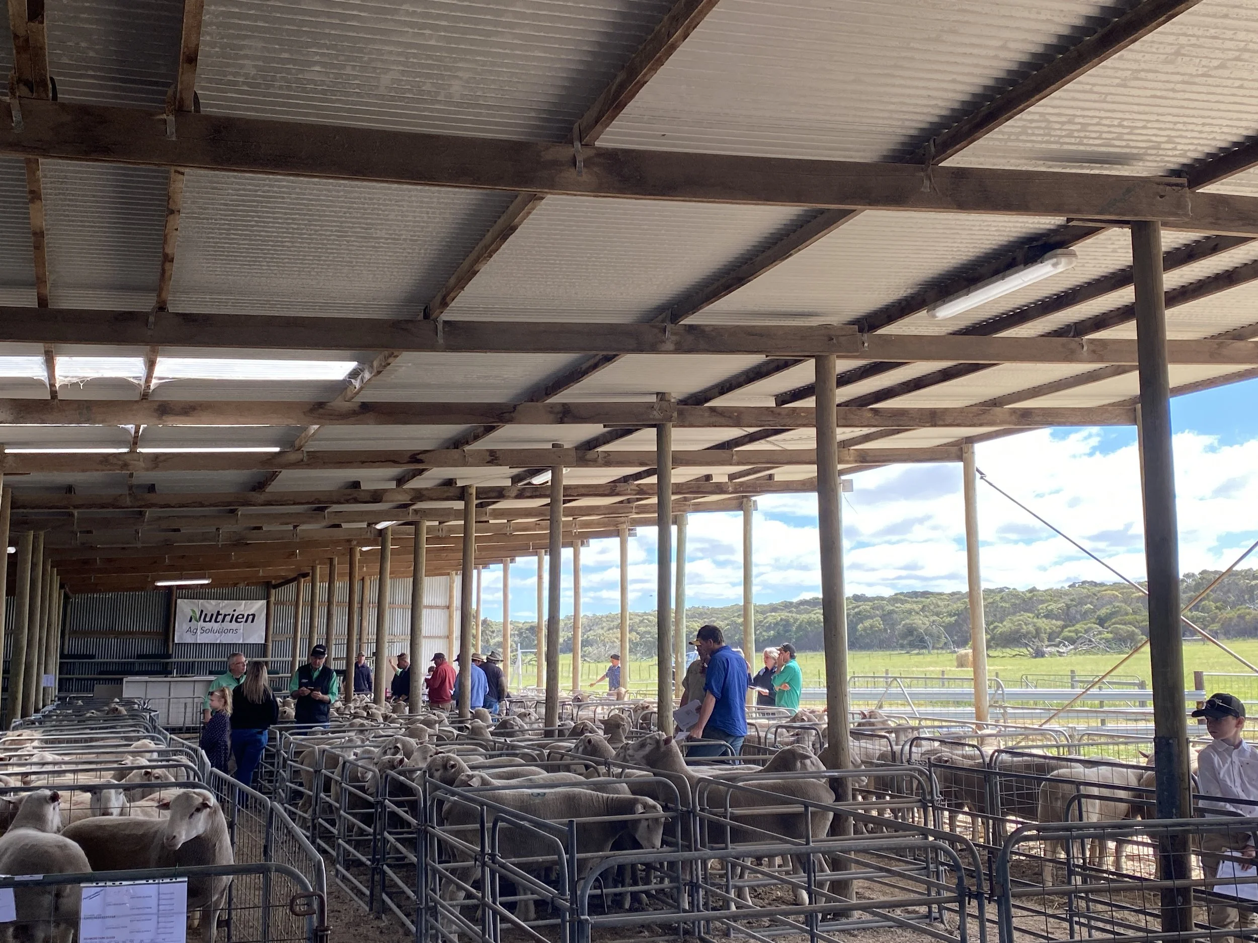 RichmondPark _Mulgundawa_Stud_2023_Sale.JPG