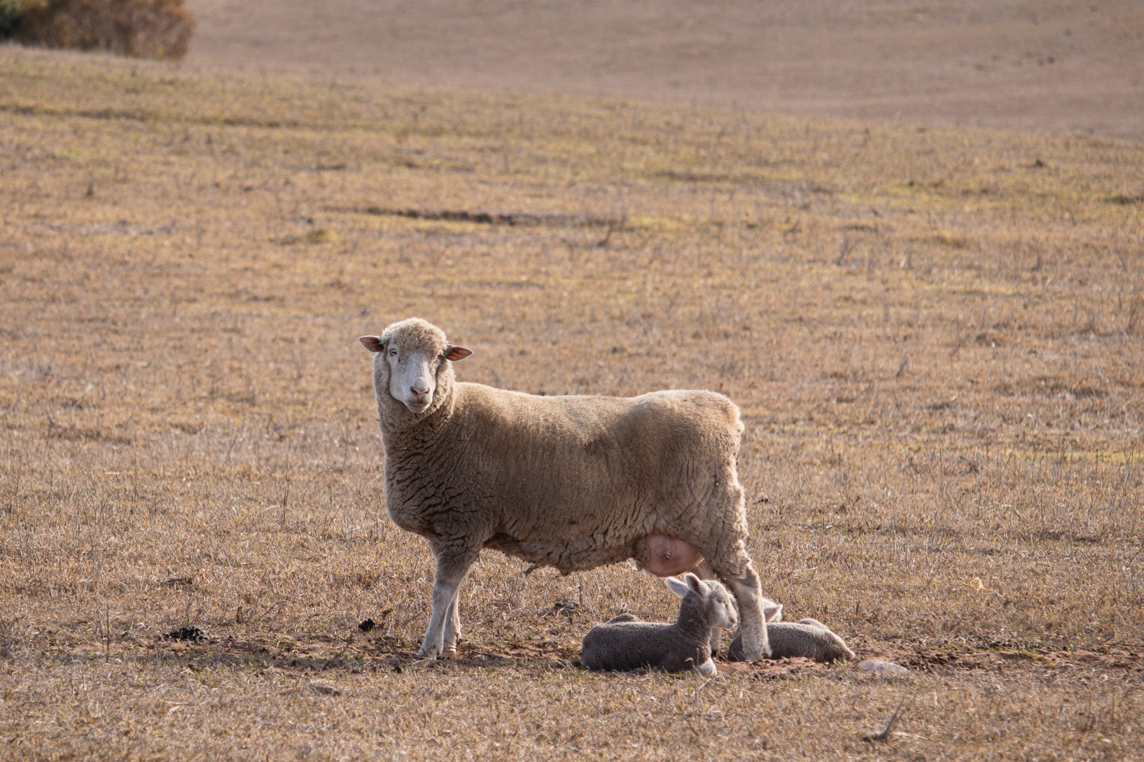 Lambing_24.jpg