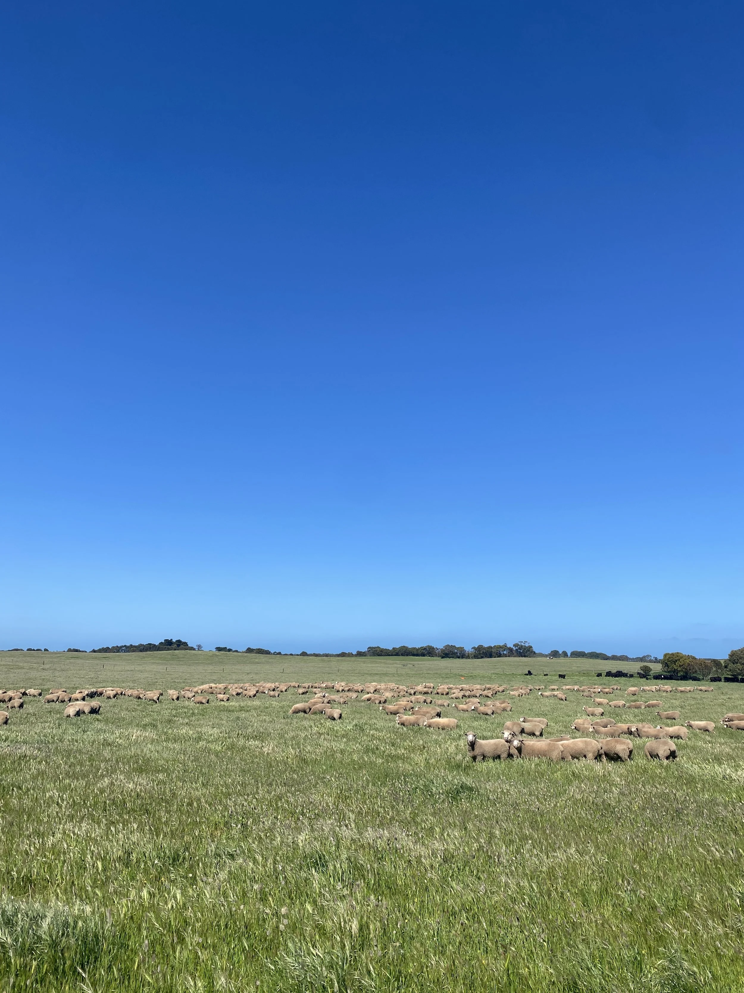 Muscle &amp; Fat Scanning