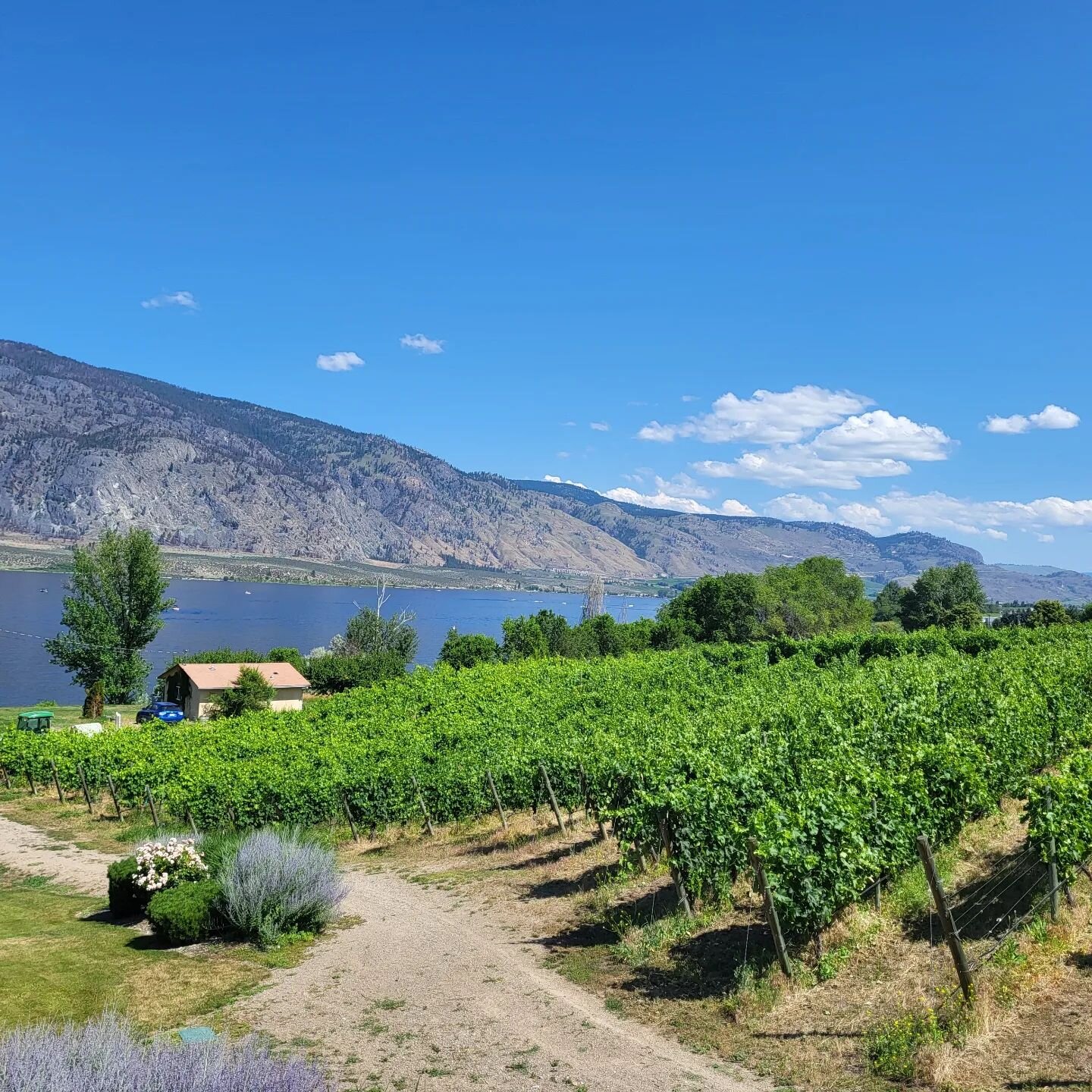 Views from La Stella Winery 😎
@lastellawinery thank you for such an informative tasting. 
#winetour #winetourism #bcwine #uniqueblendtours #uniqueexperience #southokanagan #osoyooswines #osoyooslake #osoyoosbc #wineguide #lakeviews #vineyardviews #b