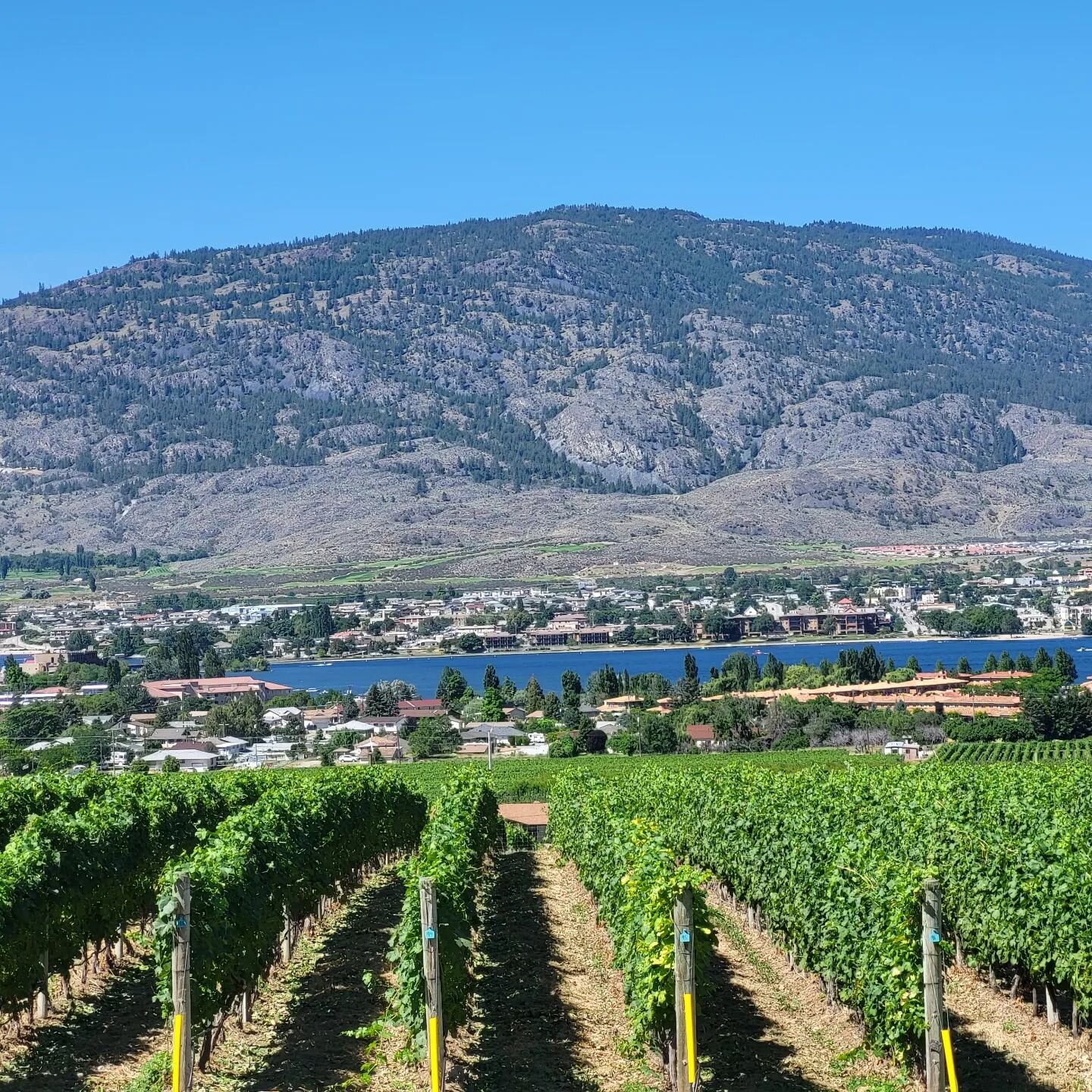 Vineyard and lake views @mooncurservineyards 😎☀️
#vineyardviews #lakeview #lakesofinstagram #instagram #instagramphoto #osoyooslake #osoyoosbc #winecountry #southokanagan #okanagan #uniqueblendtours #uniqueexperience #airbnb #okanaganairbnb #airbnbe