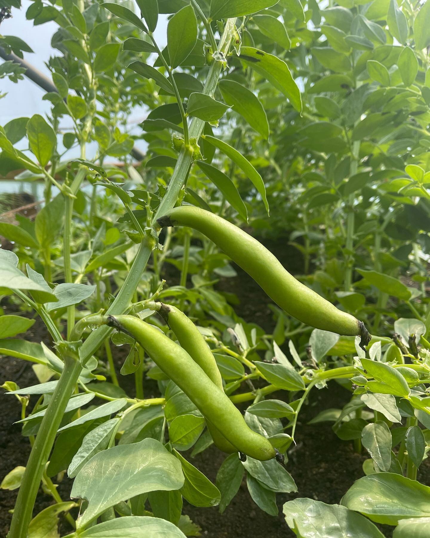 Broad beans coming along nicely! 
.
#veg #biodynamicsmallholding #biodynamics #frome #somerset #kilmersdon #liveofftheland