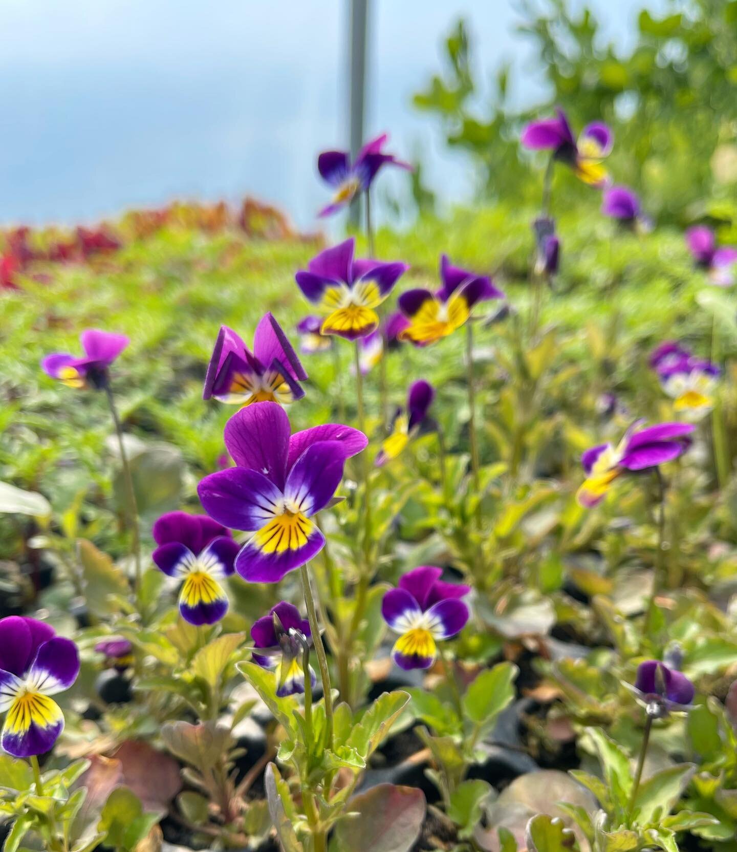 Viola Tricolor 💜
Also known as heartsease for its medicinal purposes, we absolutely love this edible flower. One you&rsquo;ll be finding in our salad bags for sure. 
.
#edibleflowers #purple #violatricolor #salad #biodynamic #smallholding #growing #
