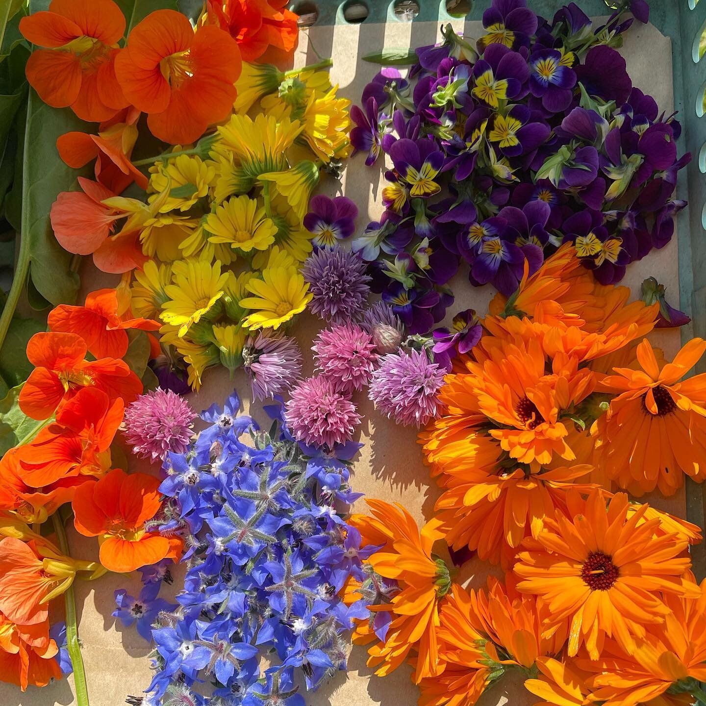 Edible Flowers for Moonacre Salads, freshly picked early this morning. 💐

We have exciting salad plans coming together for this year. We always put edible flowers in our salads because they lift the spirits, they add colour and a delicate, fragrant 