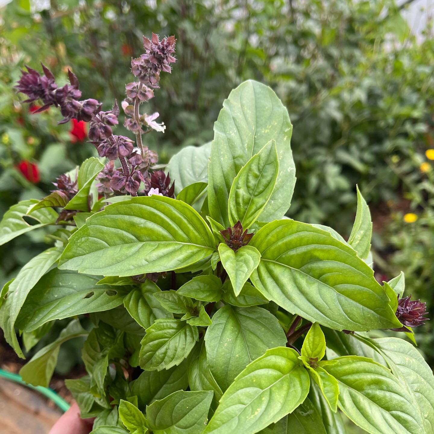 We get very excited when all the basil starts coming through, such a scrumptious smell in the tunnels. Cinnamon Basil is our absolute favourite! 🌿 
.
#moonacrefarm #biodynamicsmallholding #frome #somerset #herbs #freshherbs #biodynamic #love