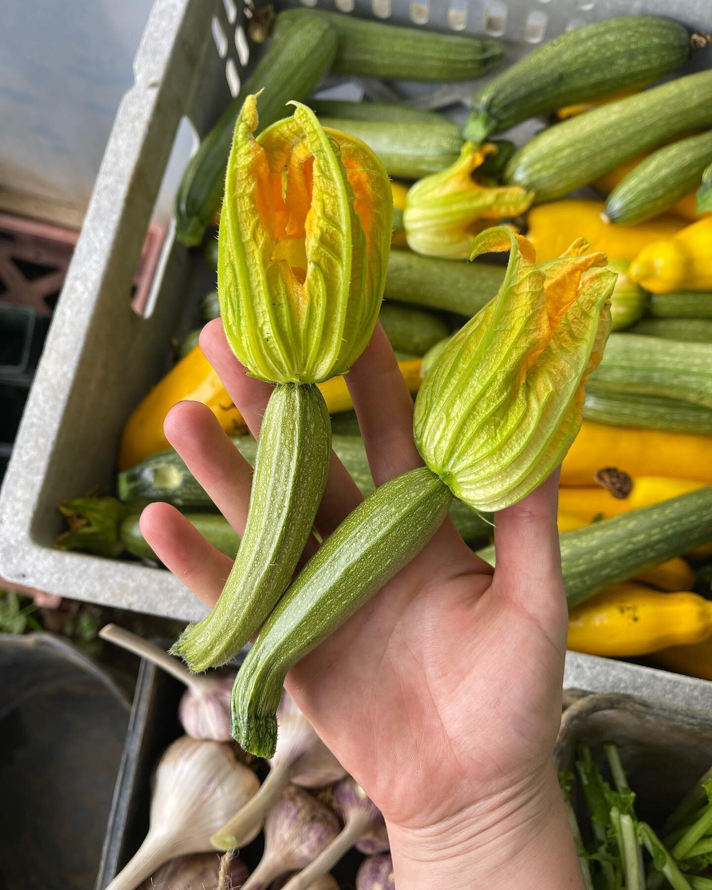 What is your go to courgette recipe? 

It&rsquo;s easy when growing courgettes at home to blink and find one that is huge! I&rsquo;m a massive fan of using any ones you&rsquo;ve missed in a Courgette and Lime cake. Super good way of not wasting any v