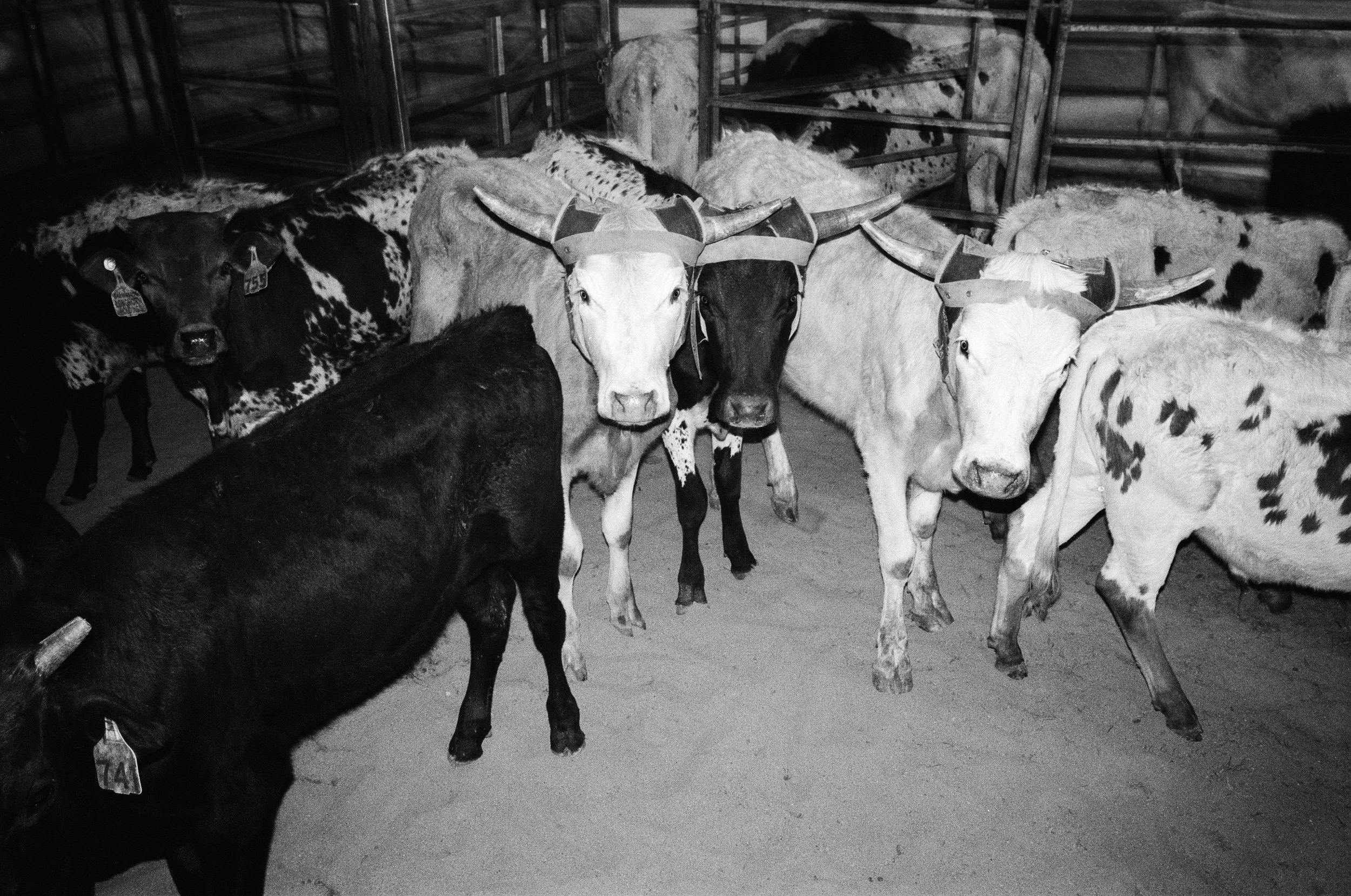 imbil_rodeo_2026_web--11.jpg
