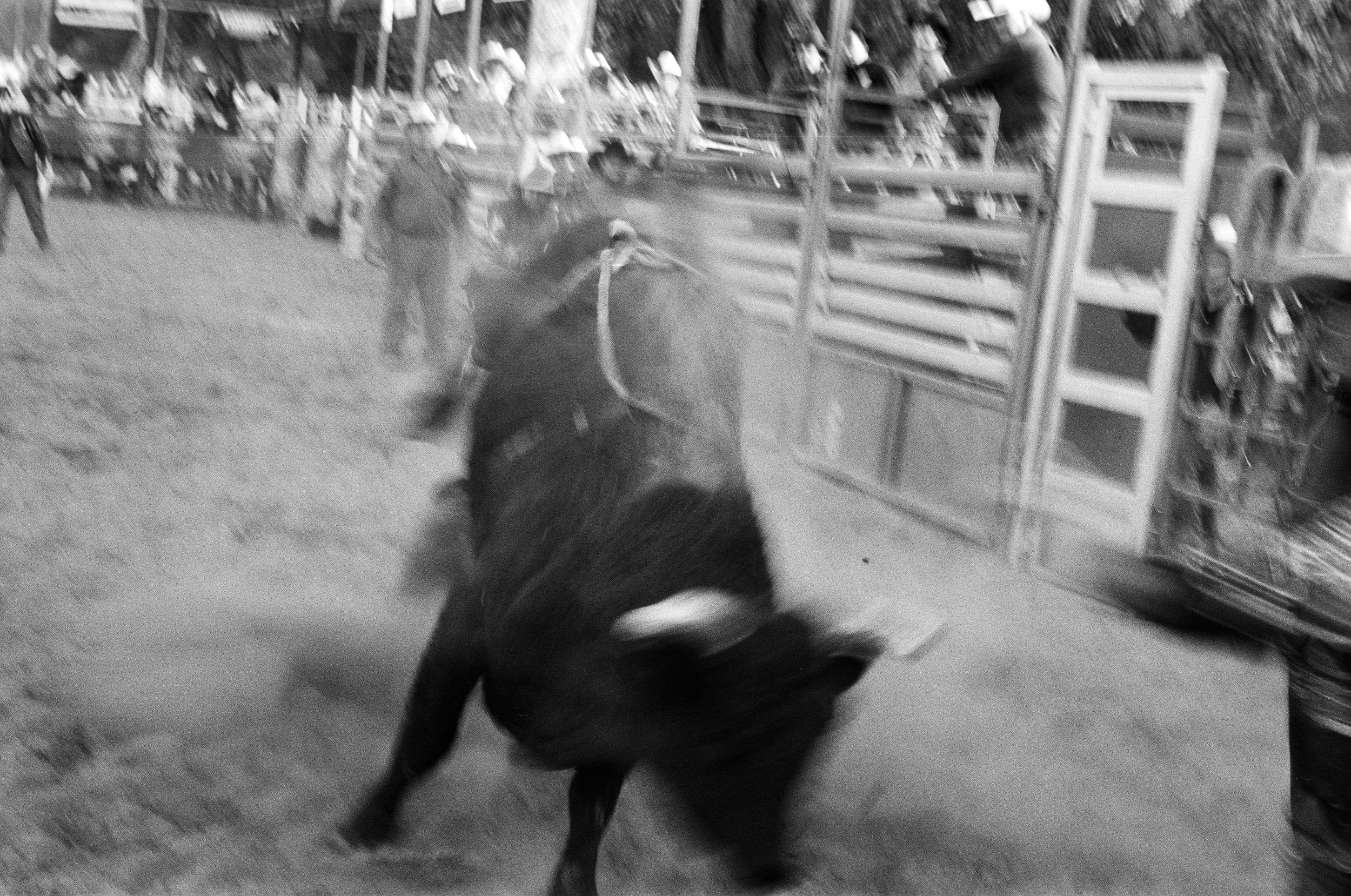 imbil_rodeo_2026_web--5.jpg