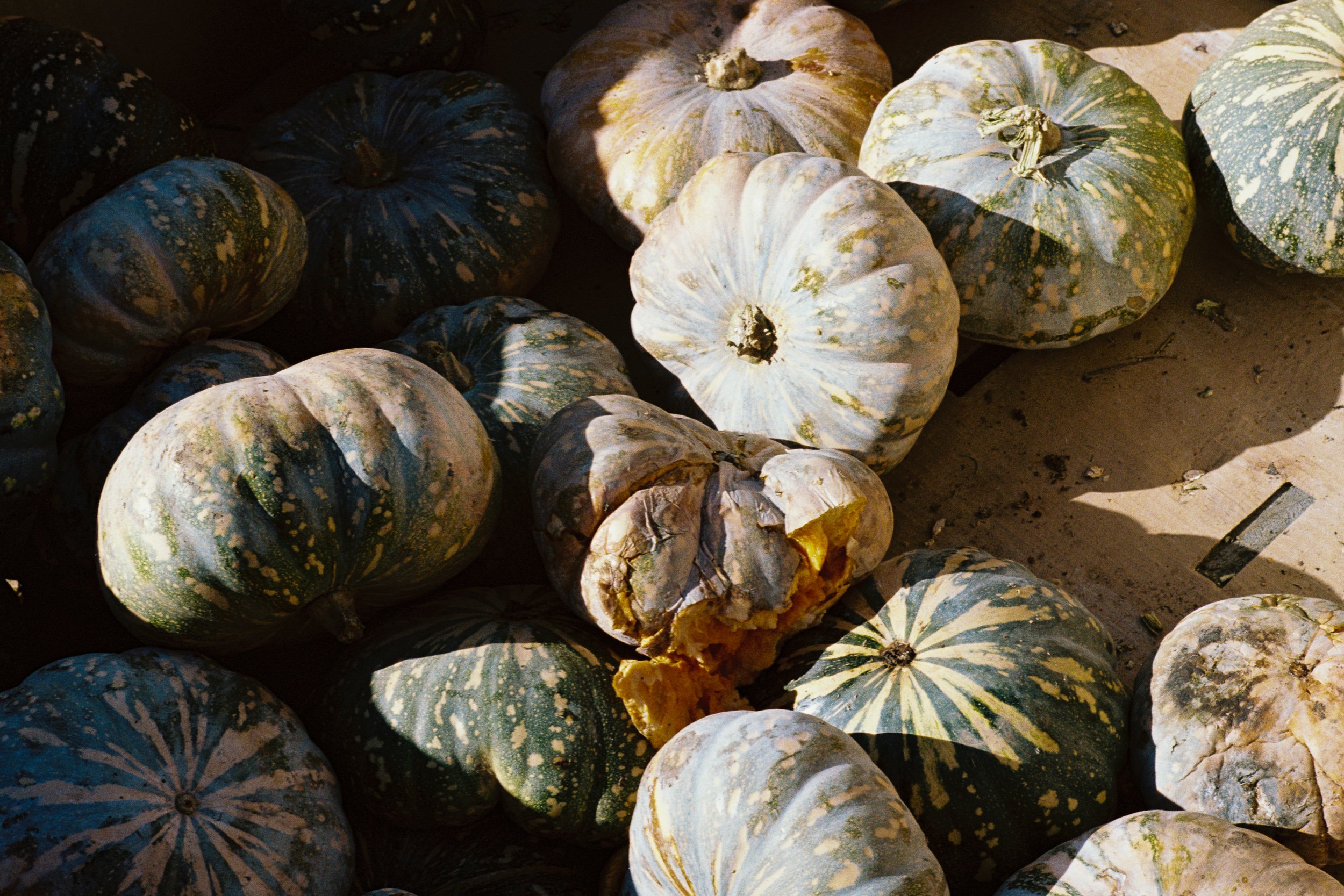 goomeri_pumkin_roll_2026-10.jpg