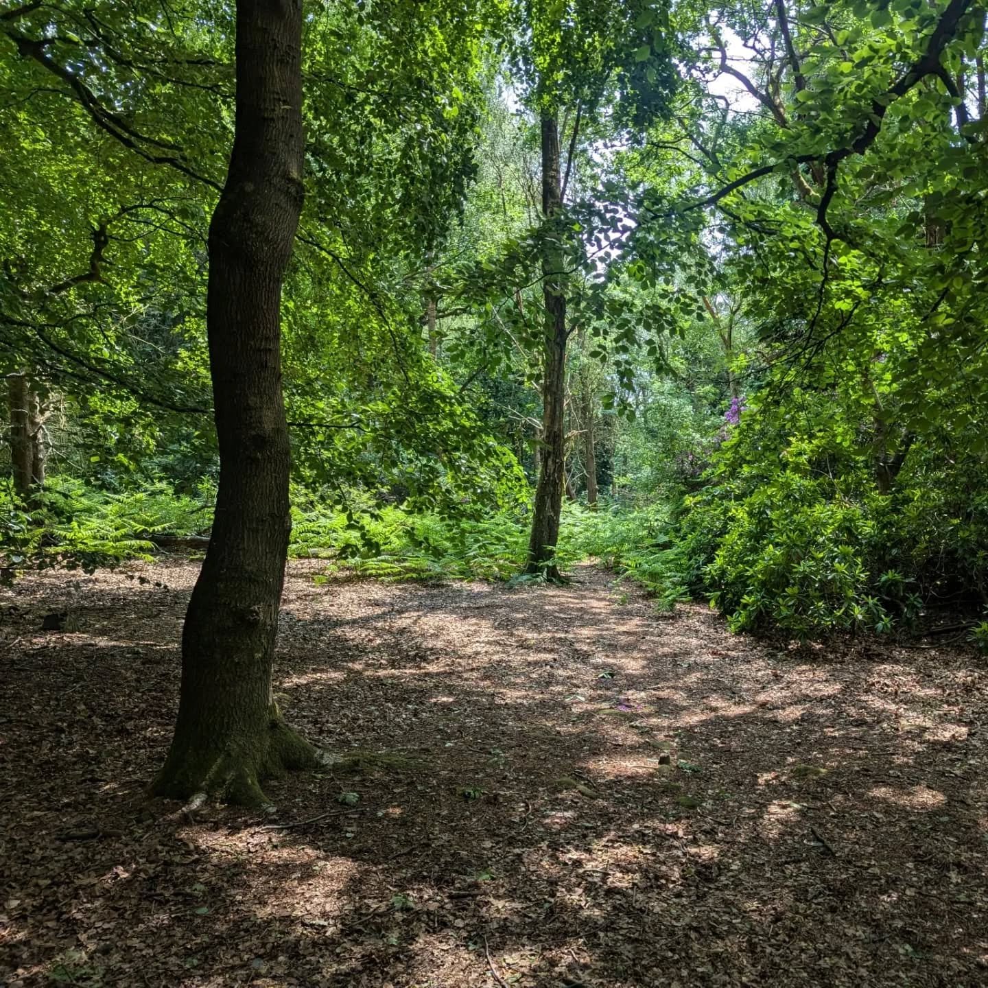 A little more lowland and local today for a monthly 1:1 Pathfinder session in a favourite haunt of Golden Acre Park.

Most difficult part of the route was probably trying to get the client to walk past the cafe several times without going in.

We did