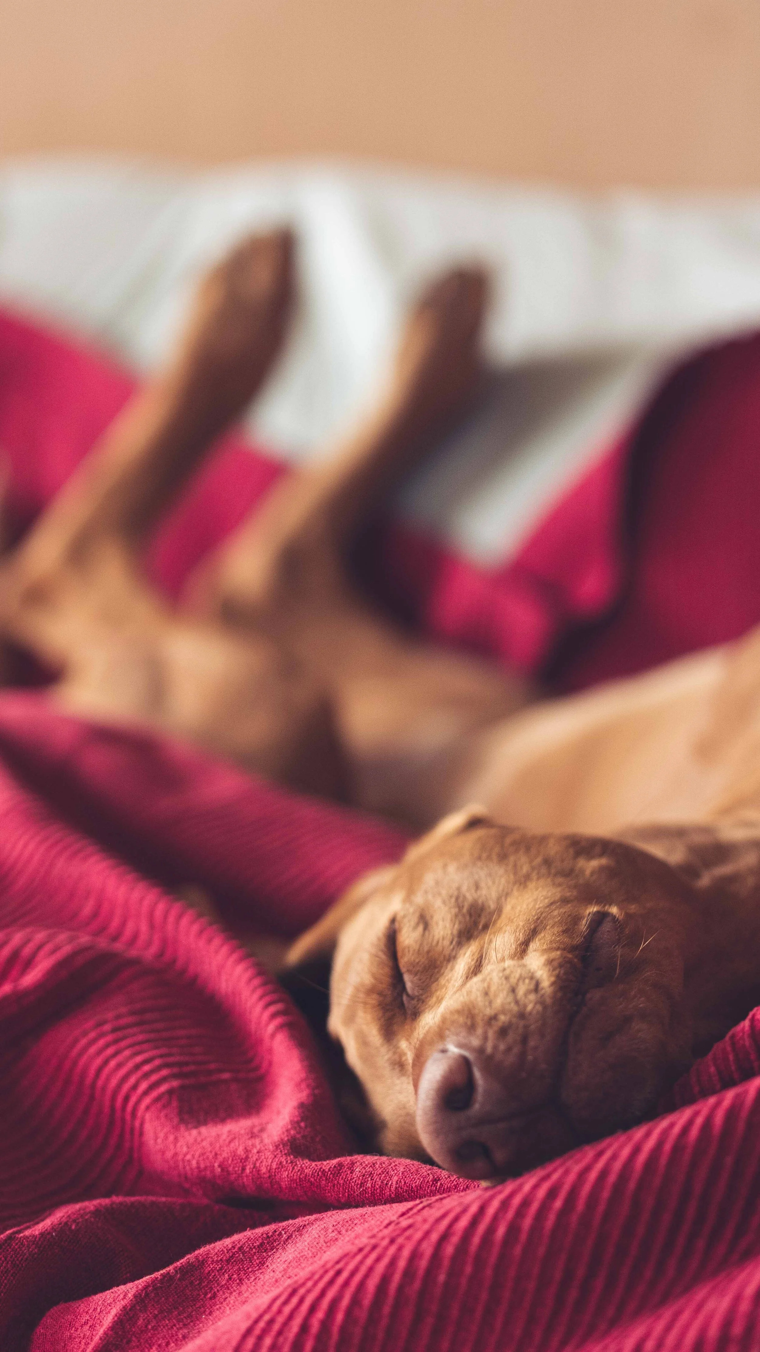 foceni psu usti nad orlici psi fotograf vychodni cechy dog photography vizsla pointer (3).jpg