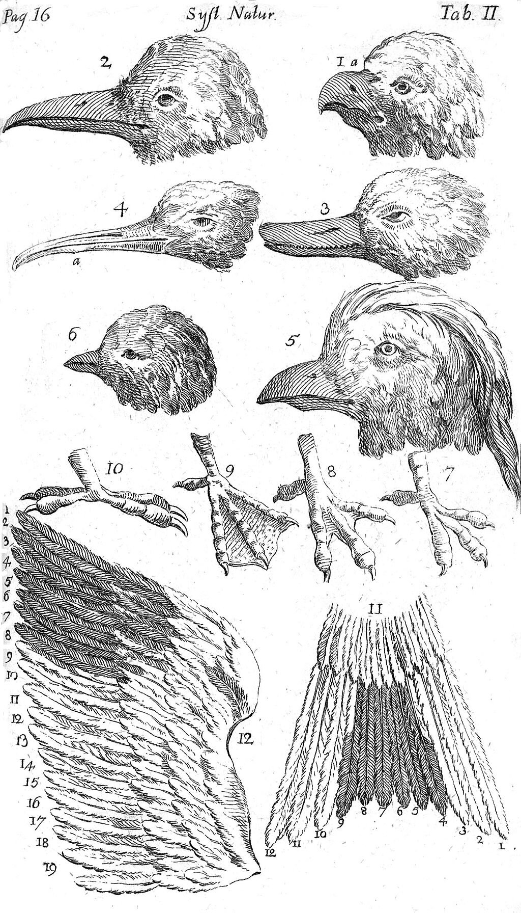 {{PD-US-expired| Systema Naturae, 6th edition, Plate, Carl von Linné, 1748}}