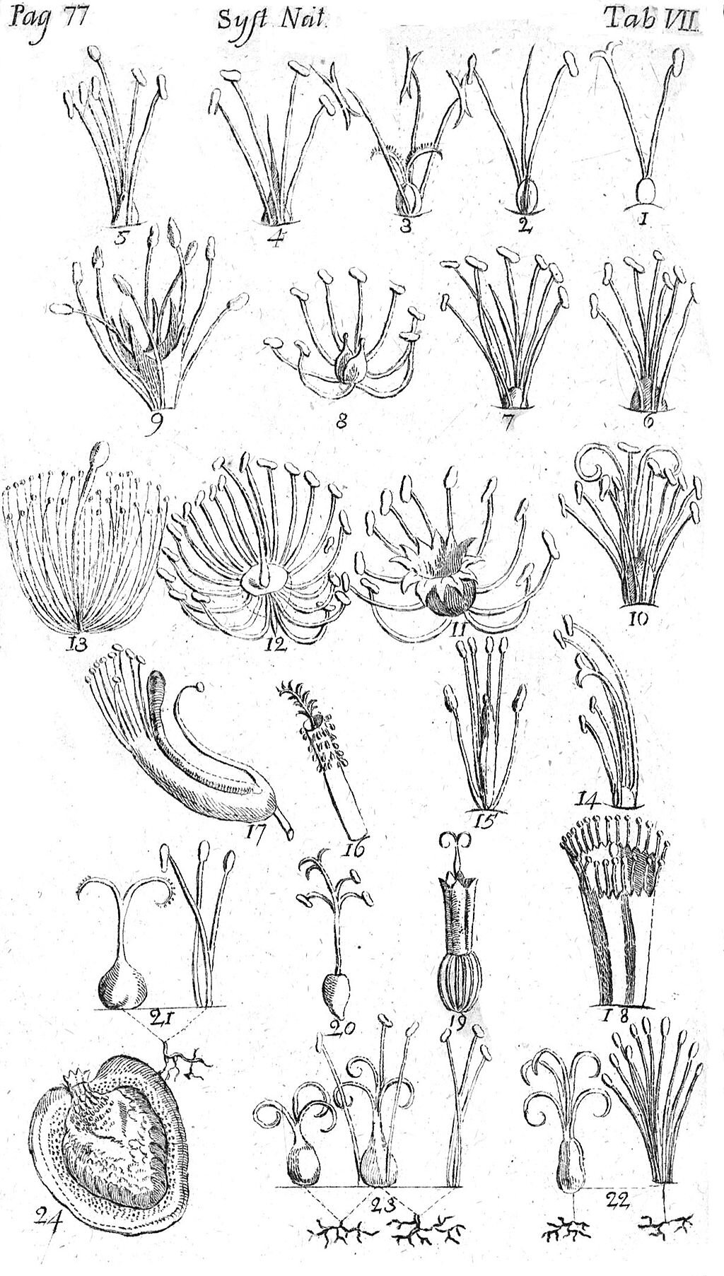 {{PD-US-expired |Systema Naturae, 6th edition, Plate VII: Plantarum classes secundum stamina., Carl von Linné, 1748}}