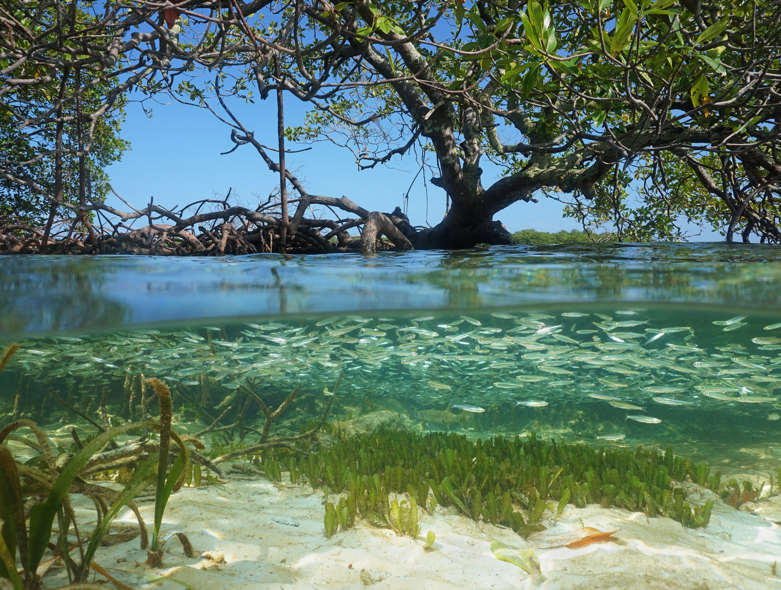 Split view in the mangrove Caribbean sea by damedias