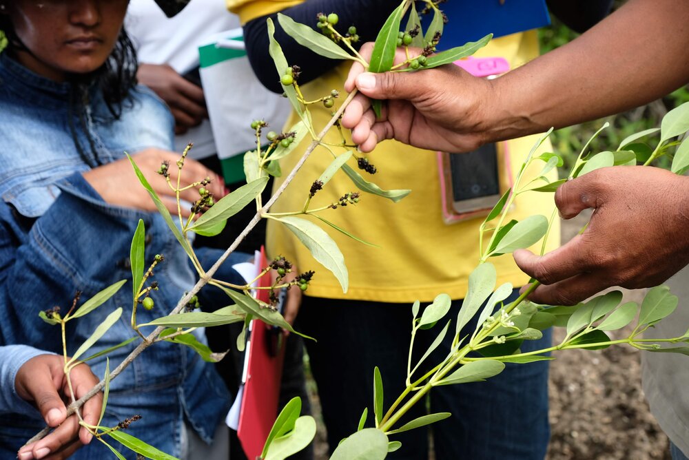 Mangrove Ecology Education
