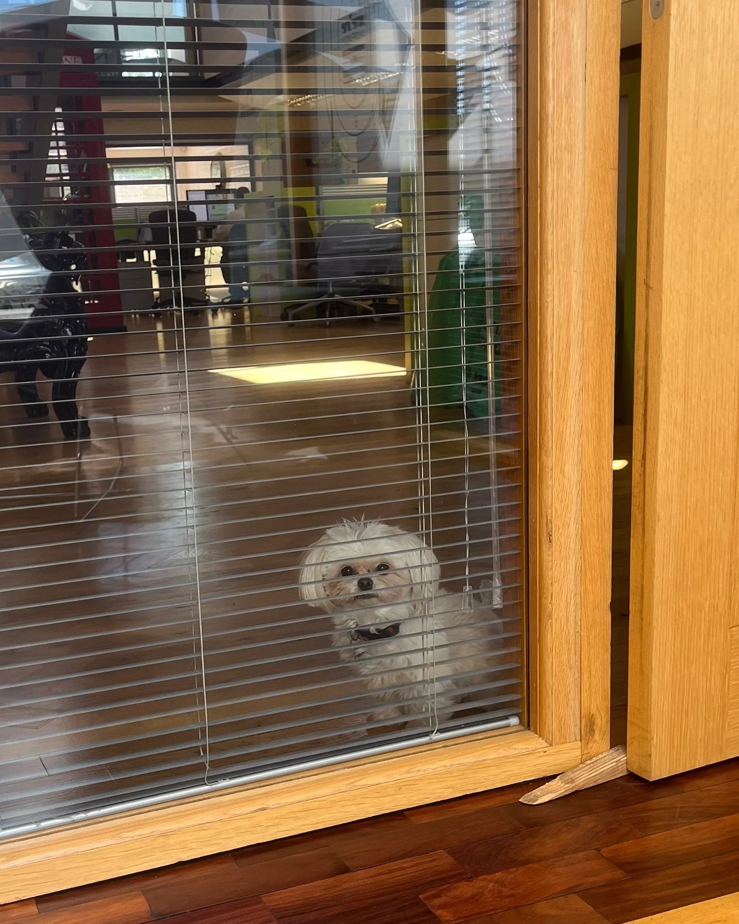 When I leave for a meeting, this is what Jackson does. He waits. Bless.