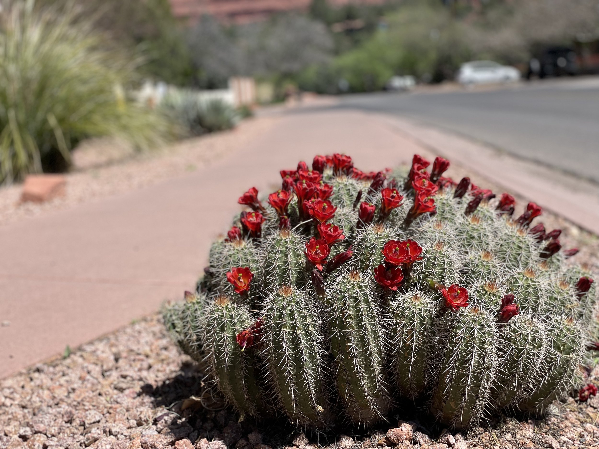 Sedona Cactus.jpg
