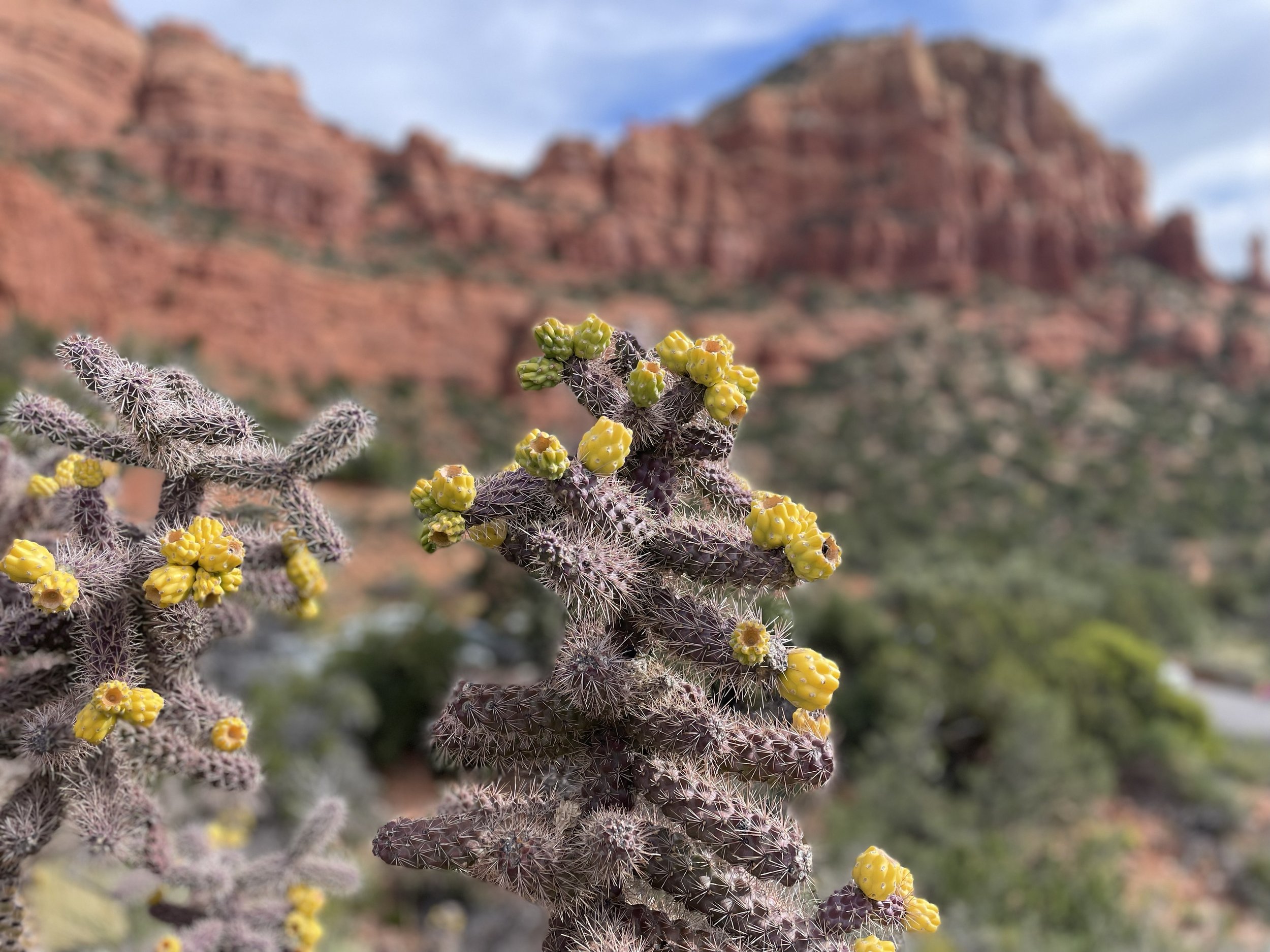 Sedona Yellow cactus.jpg