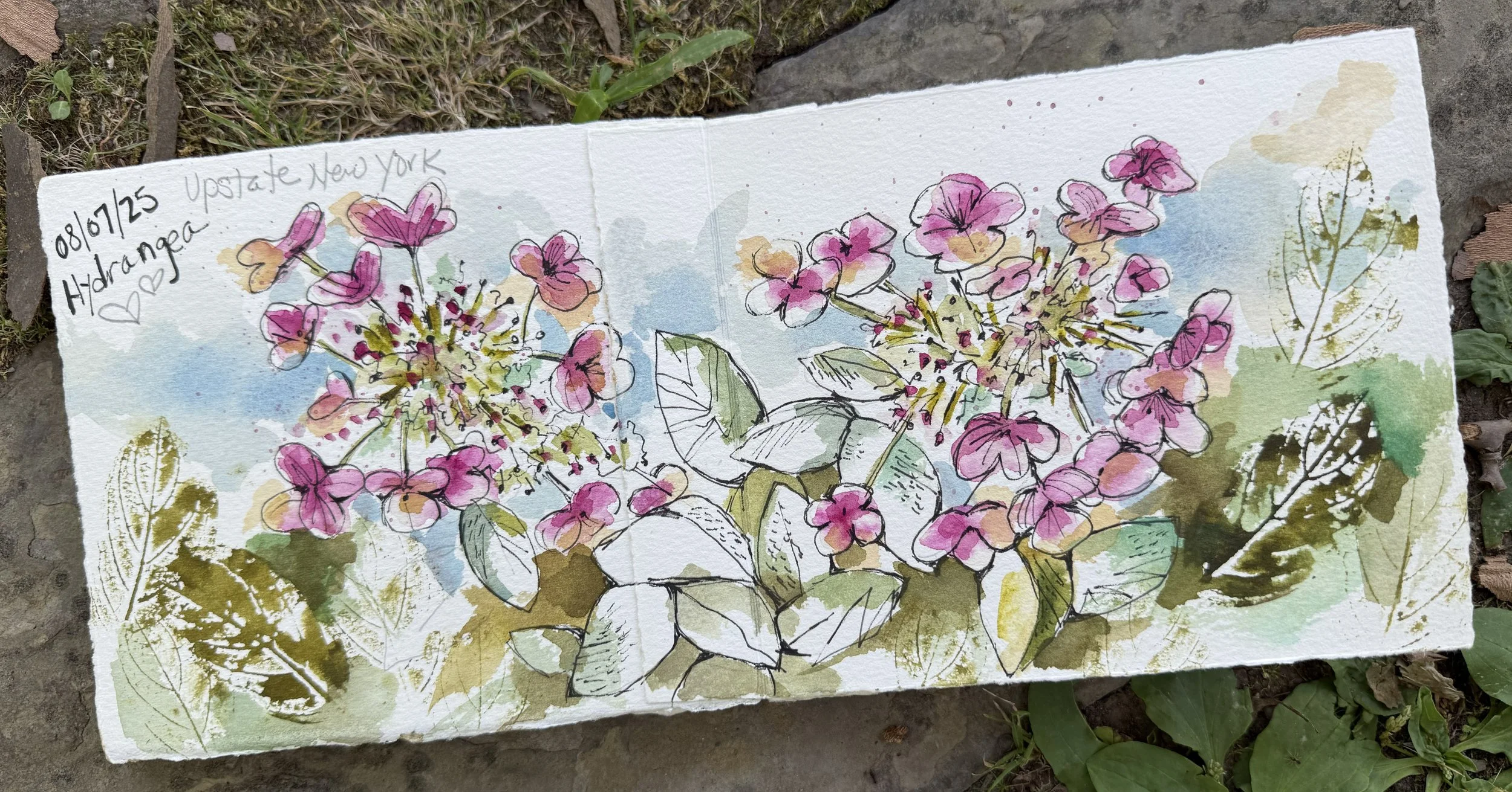 New York Hydrangea Watercolor.jpg