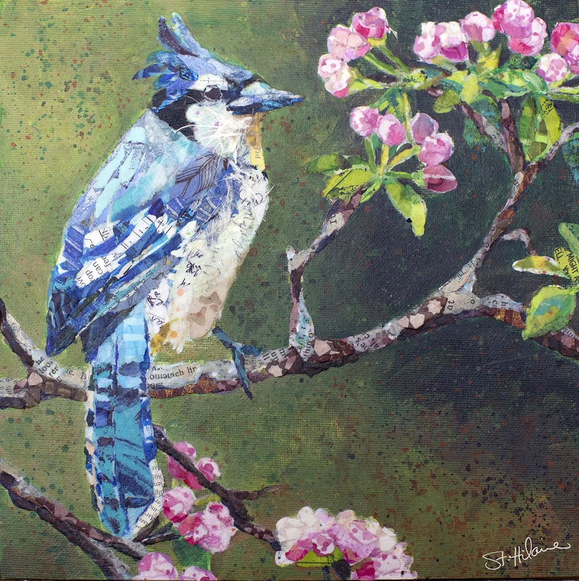 EN-1692 Blue Jay on Apple Blossoms 12x12.jpg