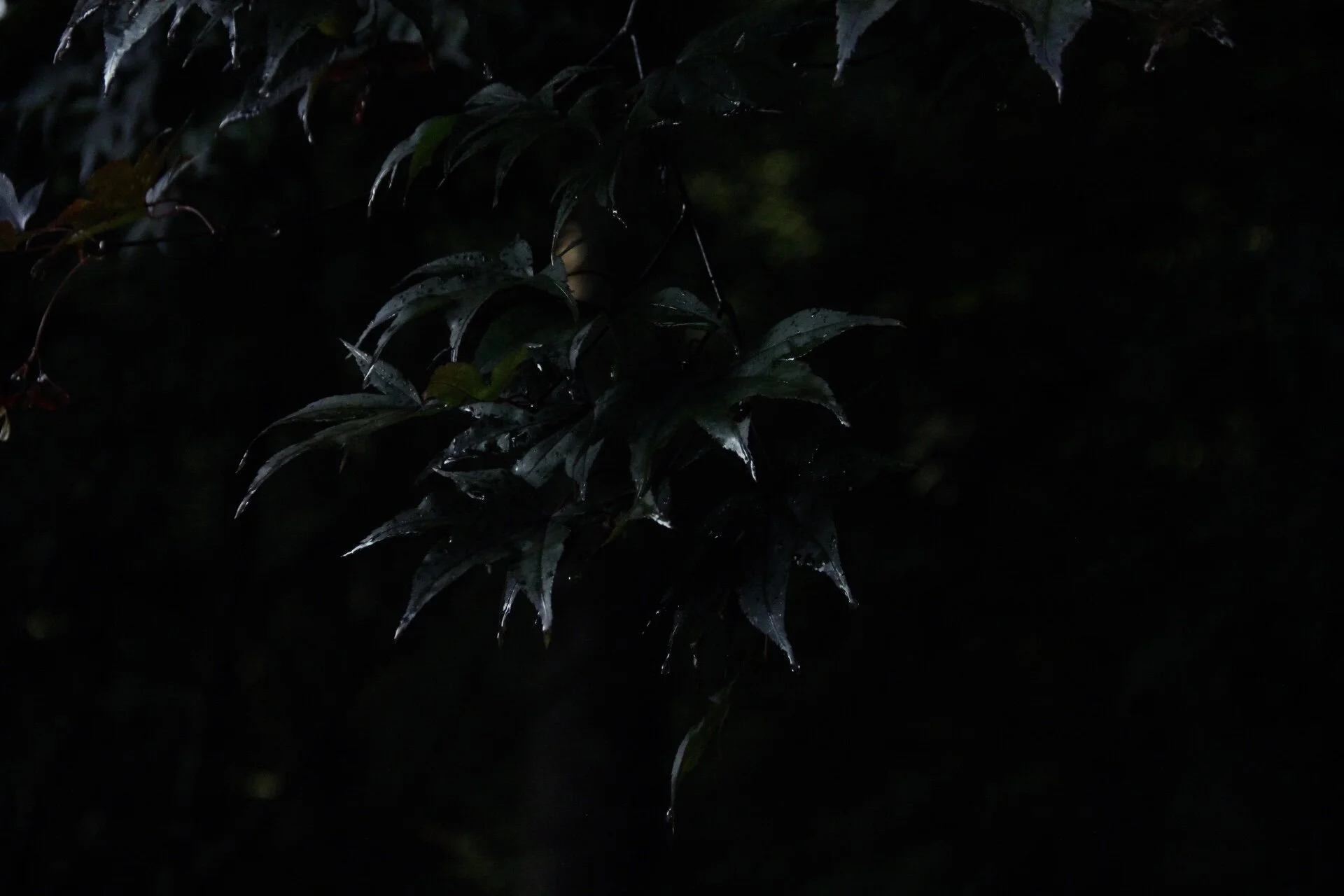 Gibbs Garden leaves.jpeg