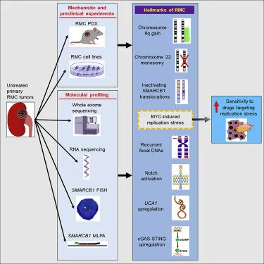 Comprehensive Molecular Characterization Identifies Distinct Genomic and Immune Hallmarks of Renal Medullary Carcinoma