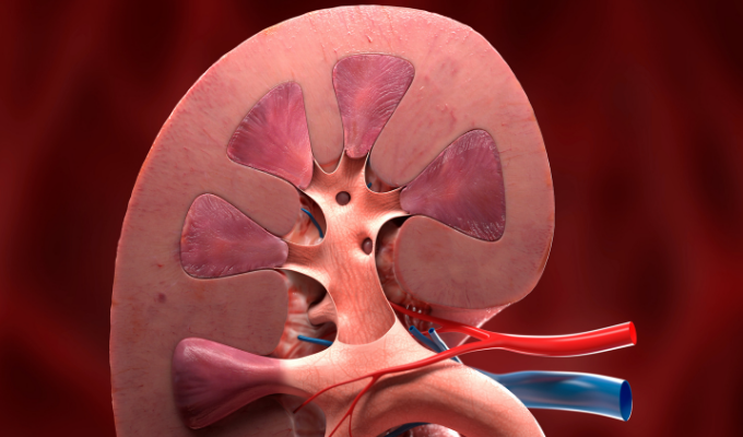 Are There Any Screening Options for Kidney Cancer?