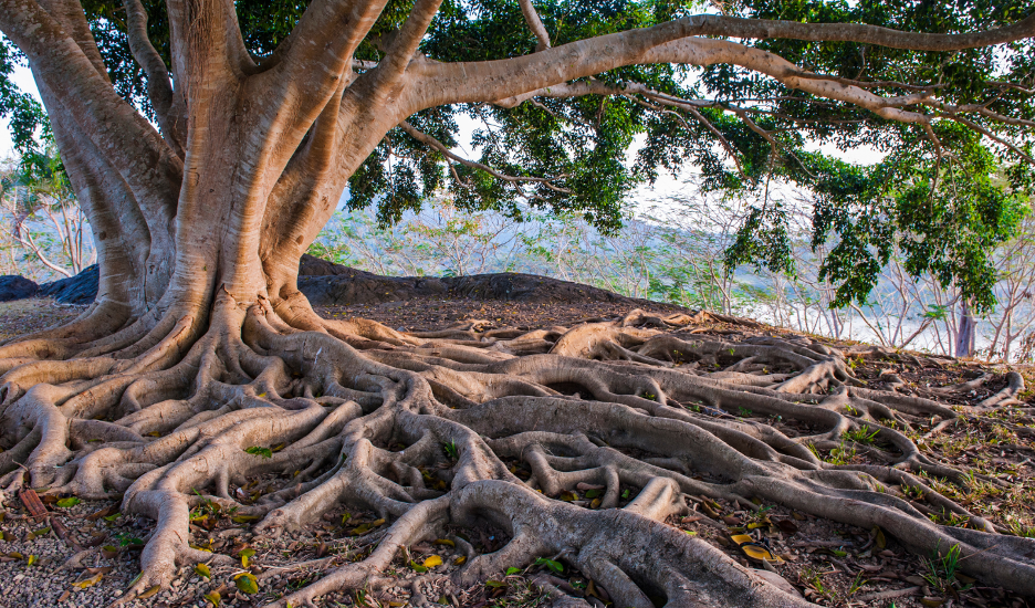 Progress in Achieving Health Equity Requires Attention to Root Causes