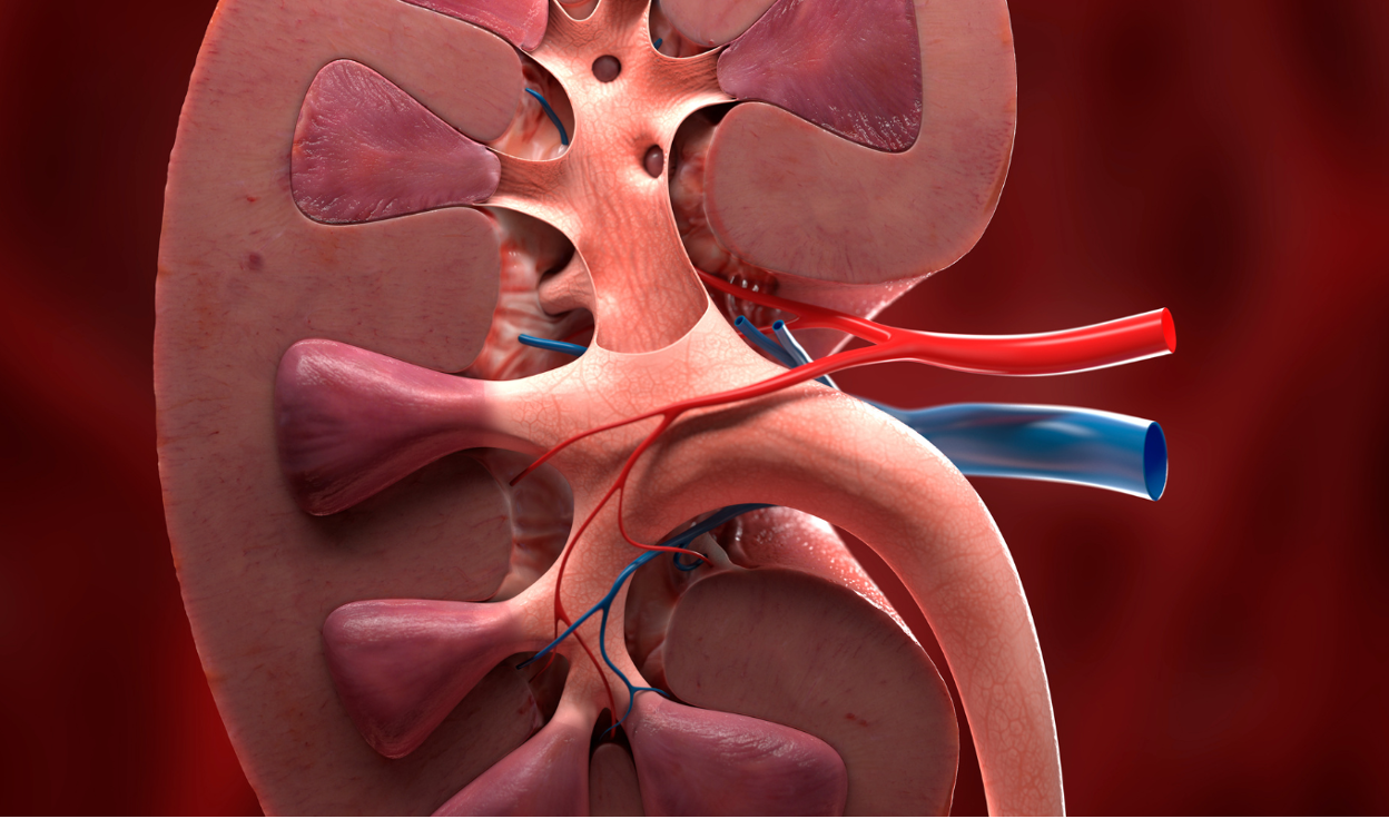 Protecting Patients Against Kidney Conditions and FSGS