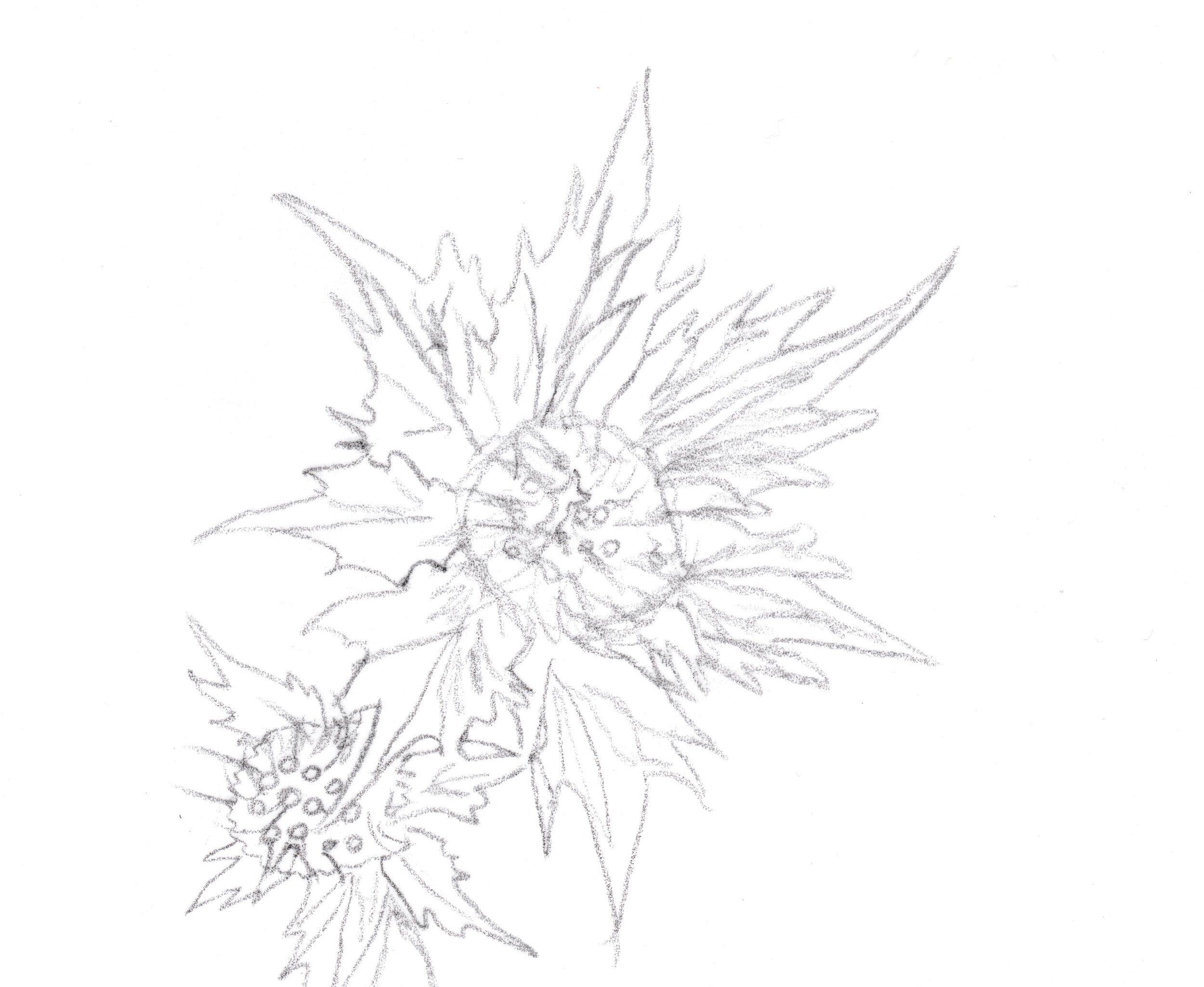 Illustrations for packaging pattern_experiments