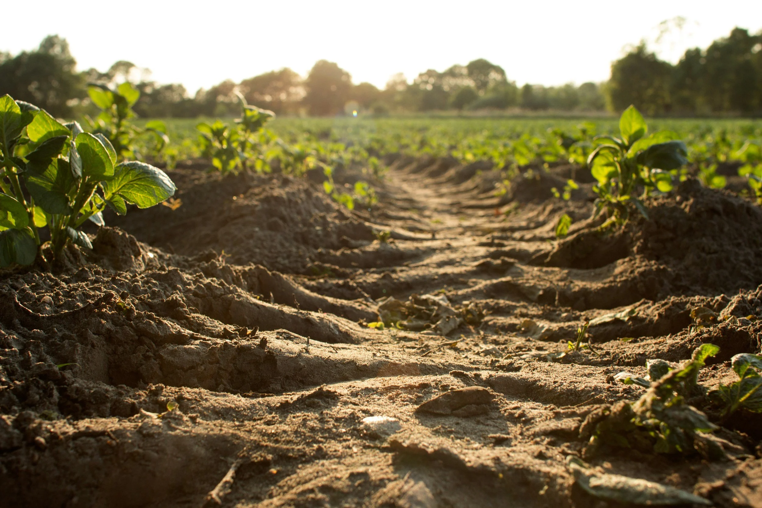 Pardon the Dirt &amp; Dust! (A New Garden is Coming As I Rework the Website)