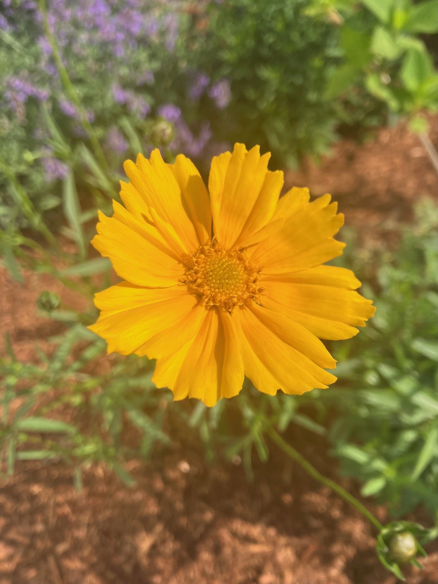 IMG_6567.jpeg