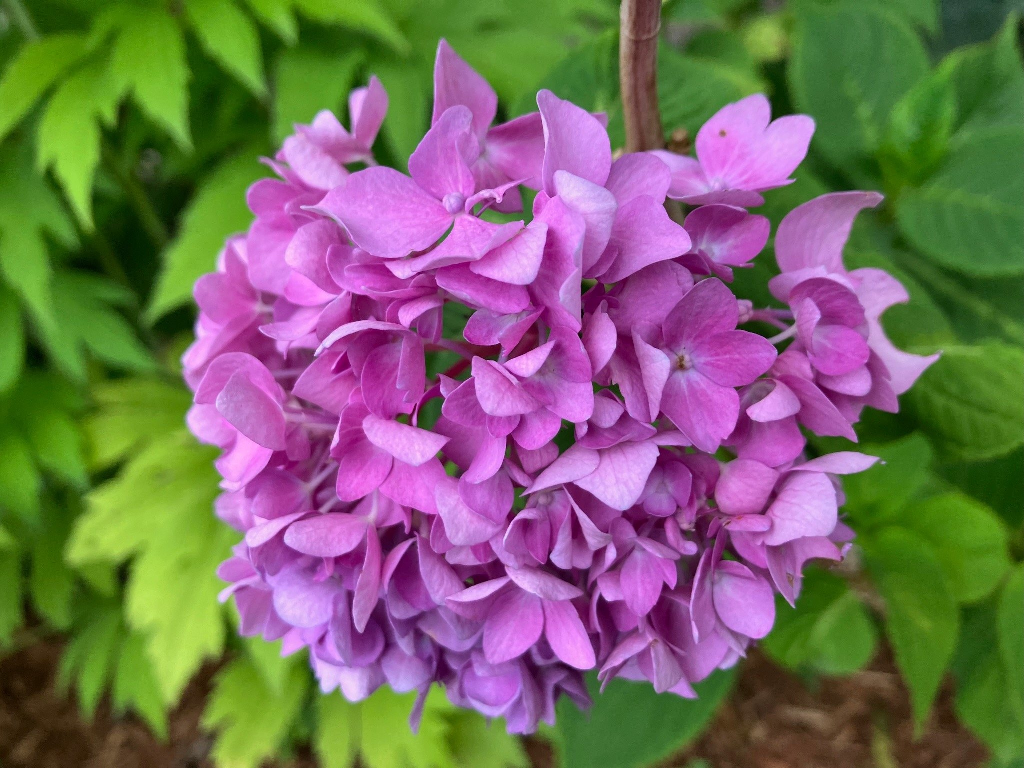 IMG_6817.jpeg