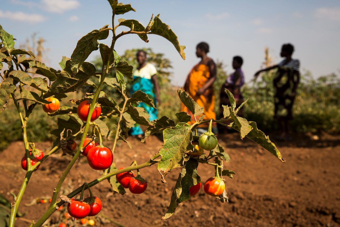 Happy #EarthDay! Our environment has a large impact on our health in many different ways. In Malawi, our Permaculture Program partners with local farmers to teach women at the Area 25 Maternity Waiting Home and children at the local schools about har