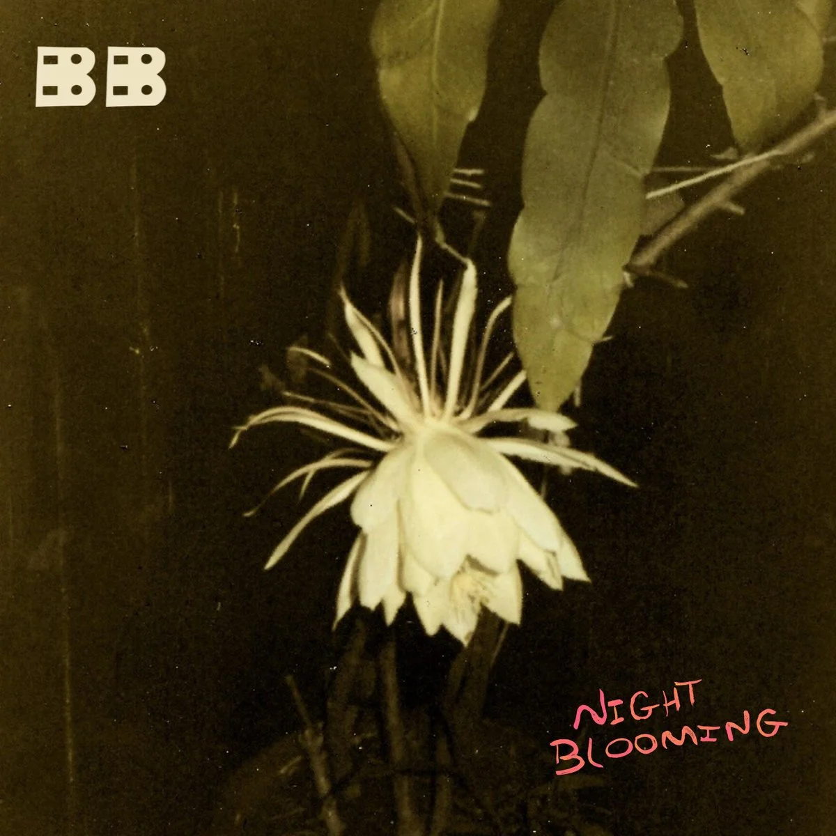 (2026) Birdie Busch - "Night Blooming"
