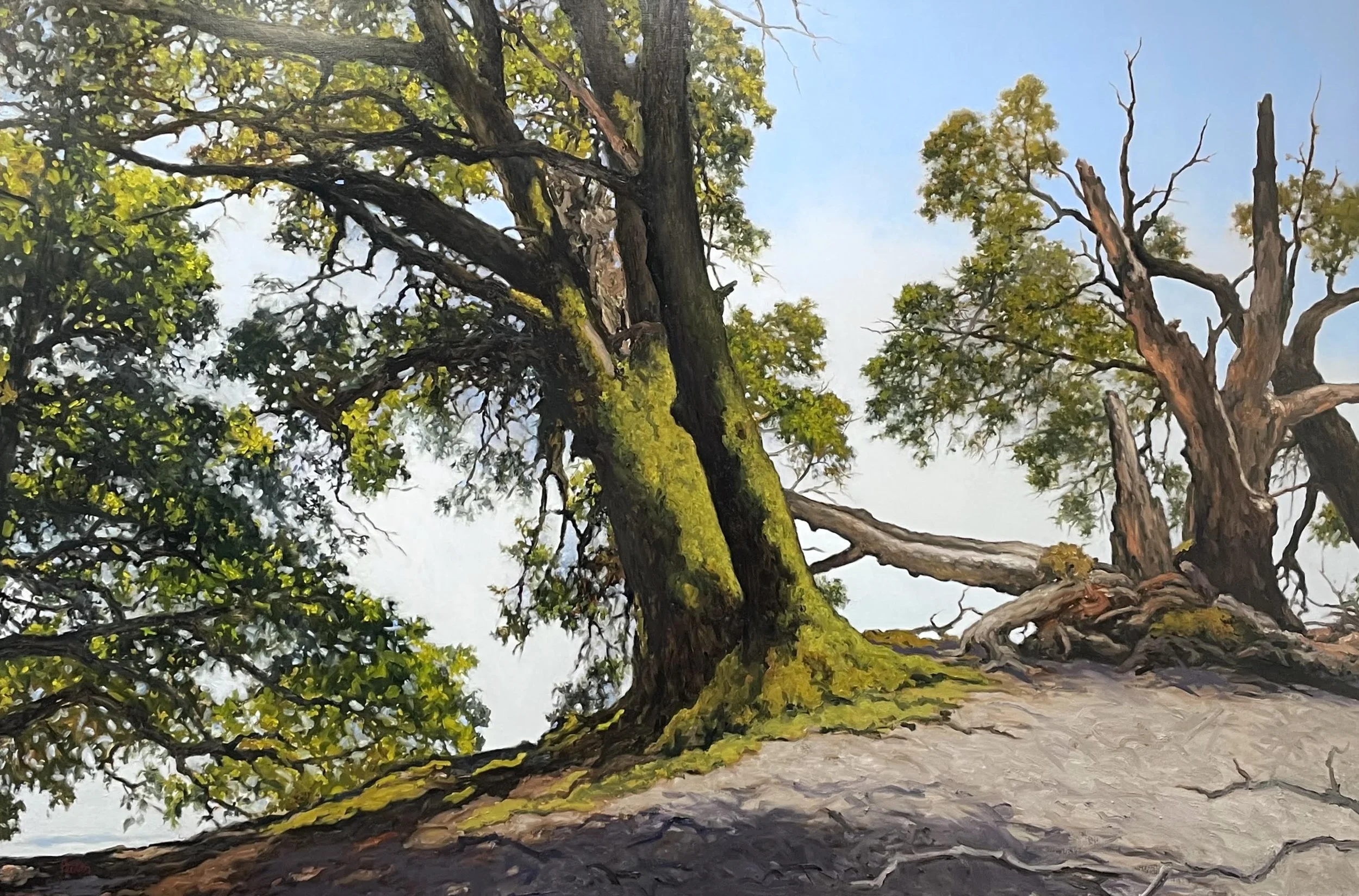 Top of the Hill, Mt. Tam 40 x 60 oil on linen