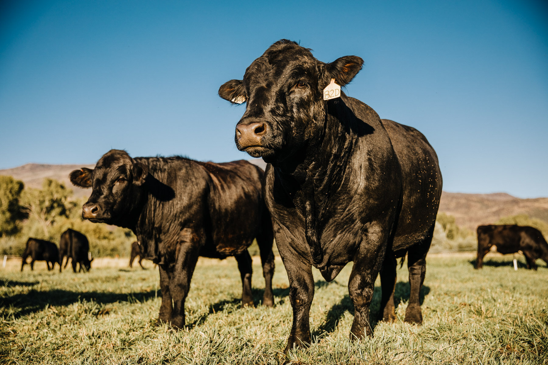 two coys walk towards the camera in a pasture.jpg