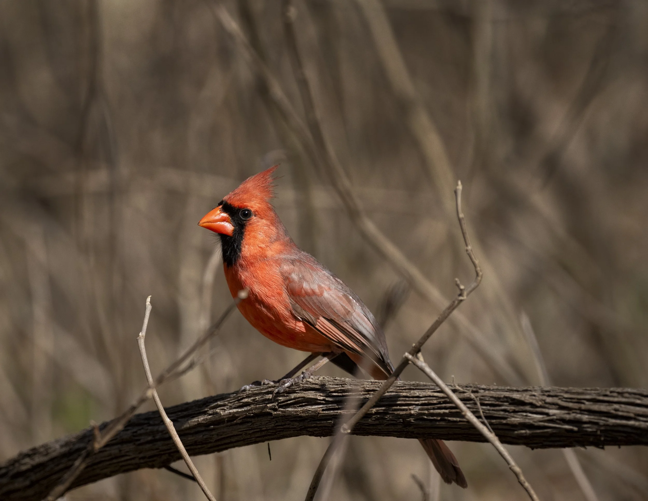 Nirthern CardinaL Male.jpg